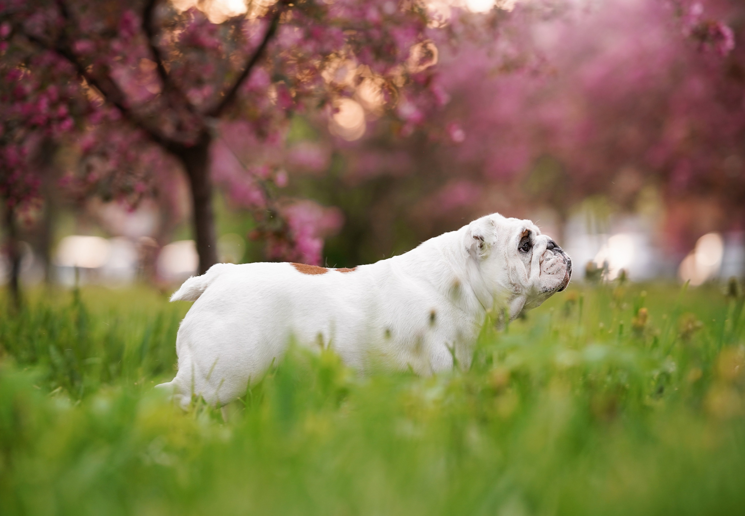 Фасолька в саду. Фотограф-анималист в Санкт-Петербурге Яна Мартынова