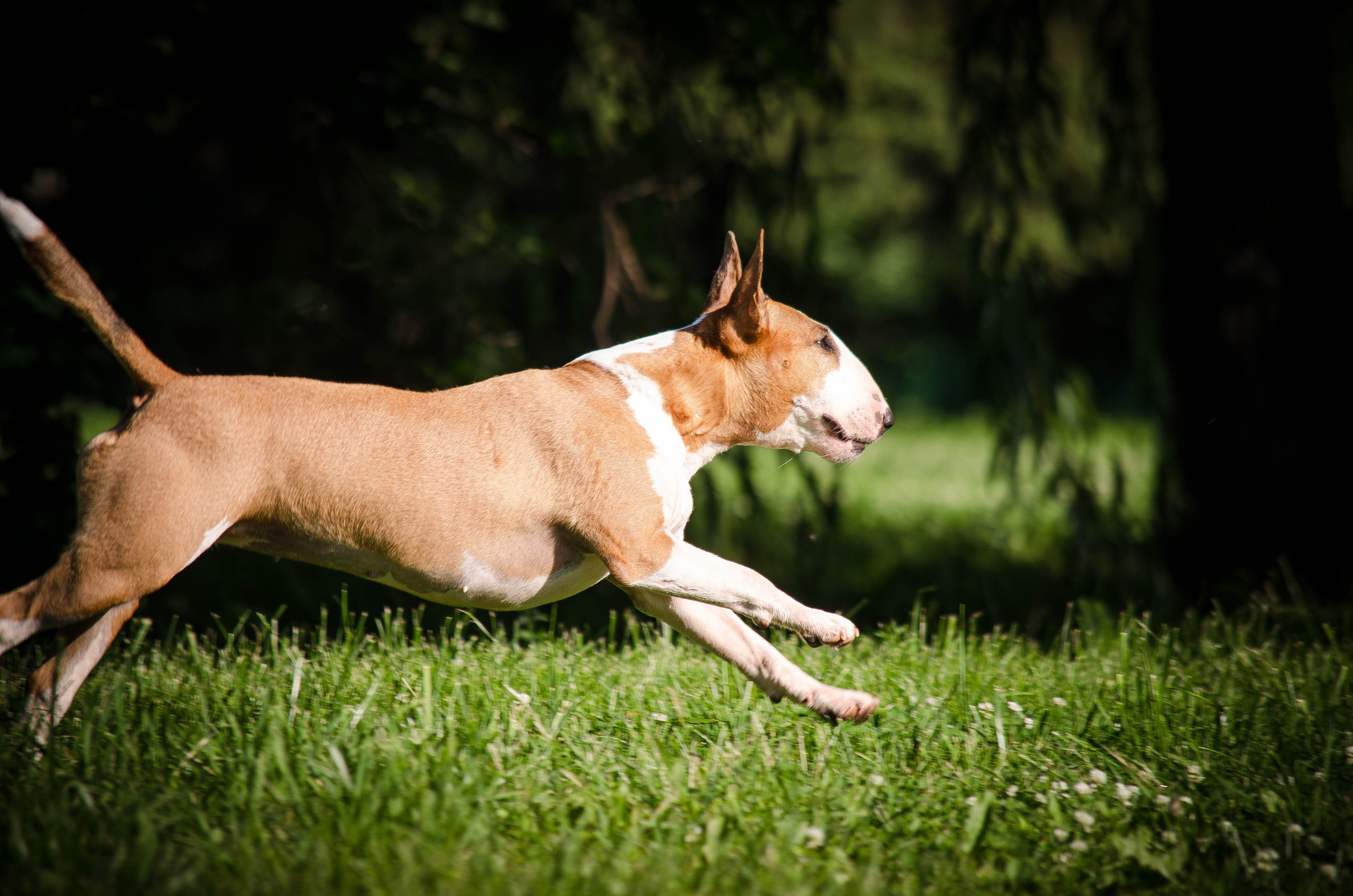 Пуля. Фотограф Светлана Блинова, Москва и Московская область