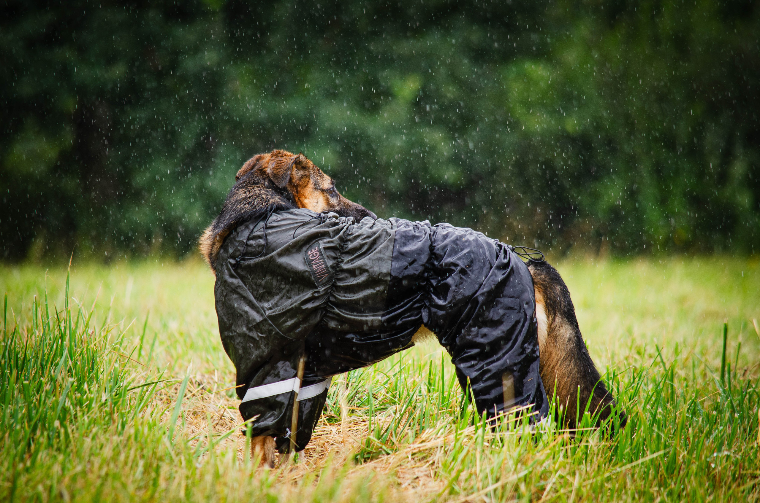 Арья и Оззи. Фотограф Светлана Блинова, Москва и Московская область