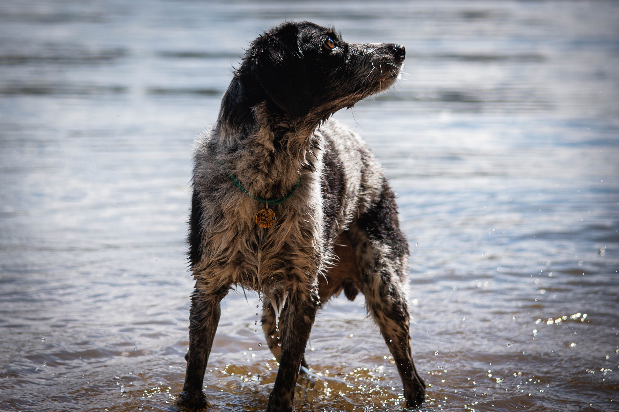 Берта, Ангелина и Витя. Фотограф Светлана Блинова, Москва и Московская область