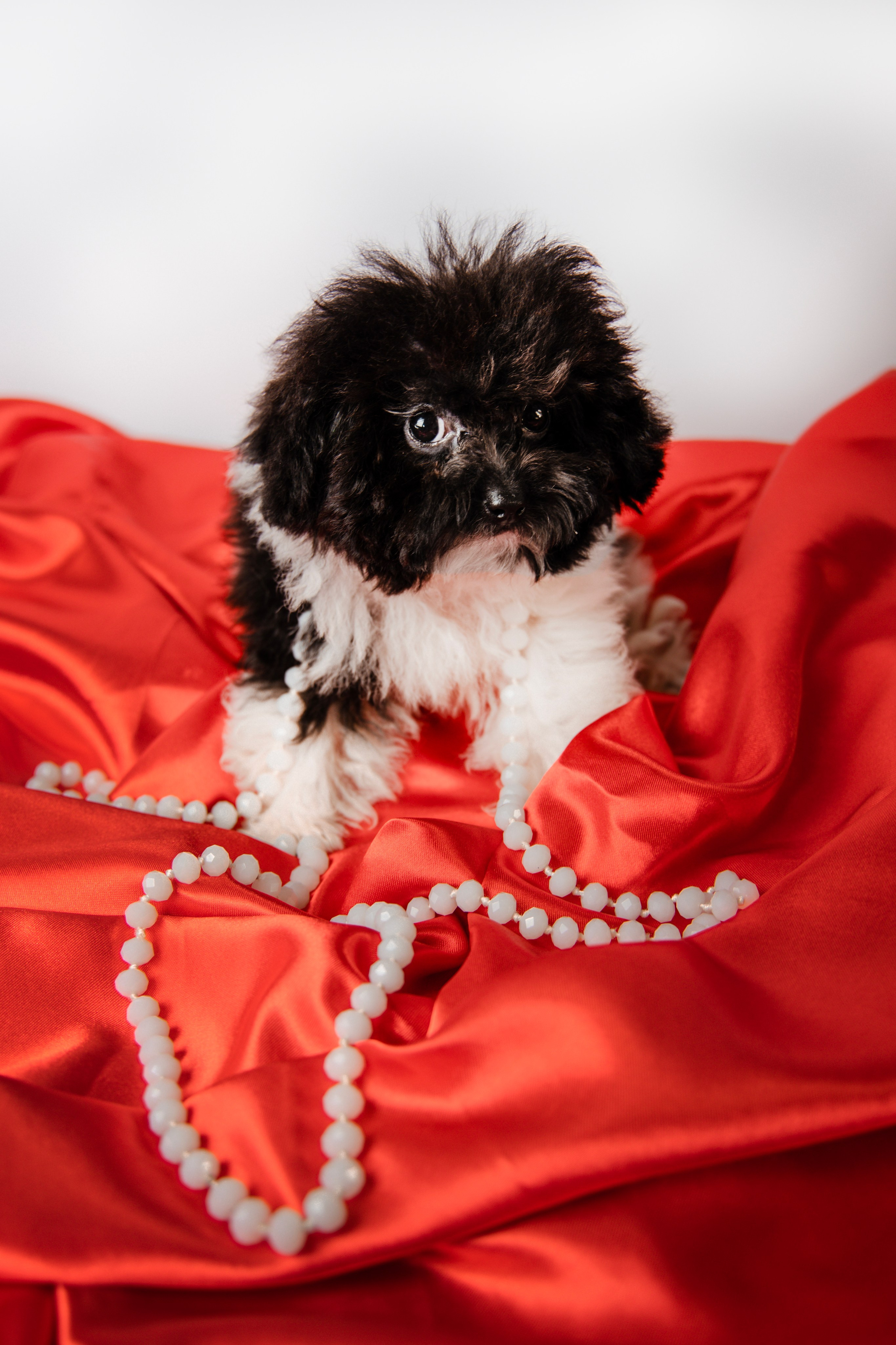 Фотограф Татьяна Марсуверских г. Жуковский, Москва и Мо. Репортажные съёмки, фотосессии,  фотограф анималист, фотосъёмка животных. Фотограф для маркетплейсов, фотоуслуги в Жуковском Татьяна Марсуверских