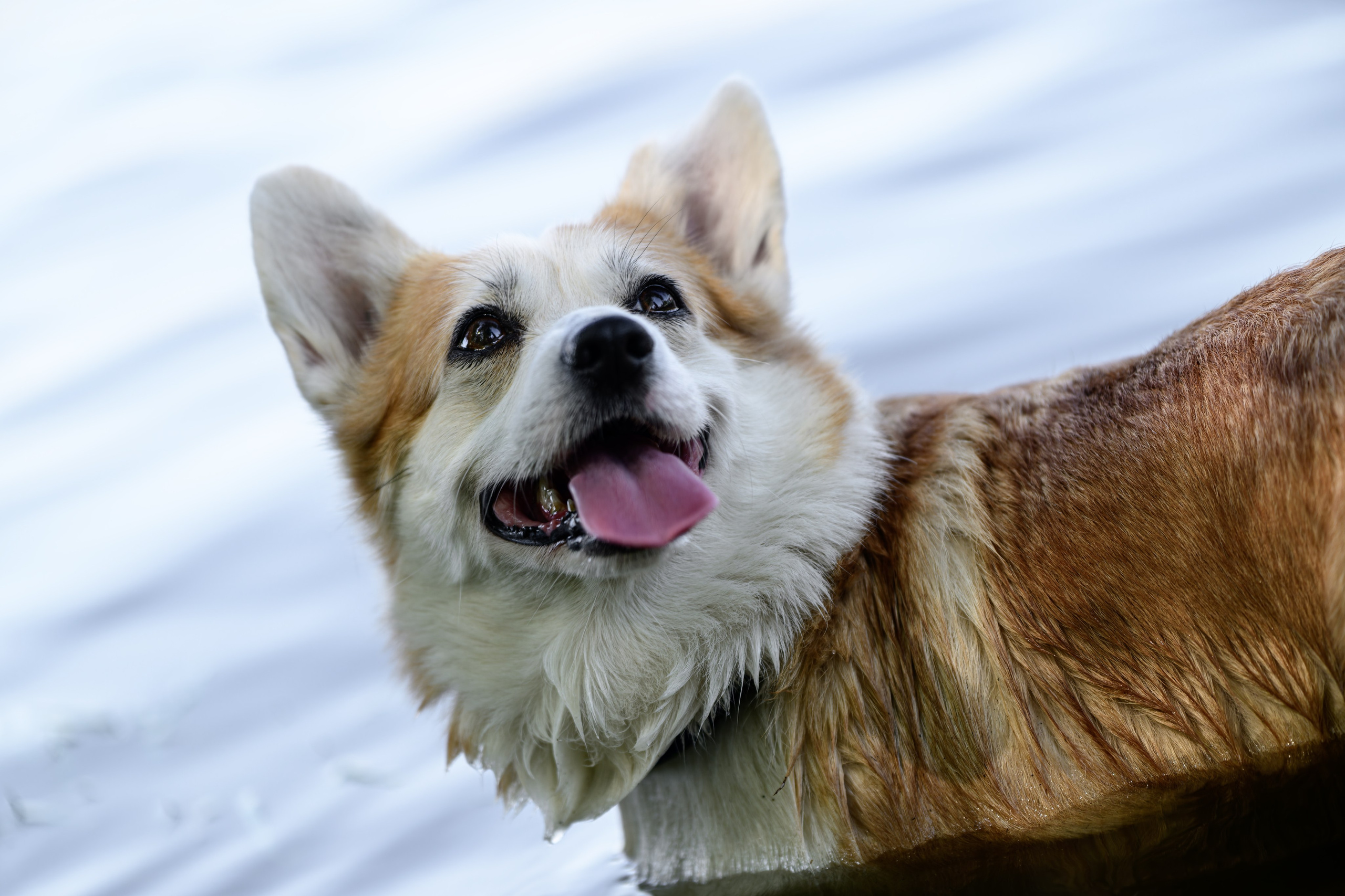 Tuning Open Fest 2025. Авто и мотоспорт — фотограф Антон Медведев iCoguar