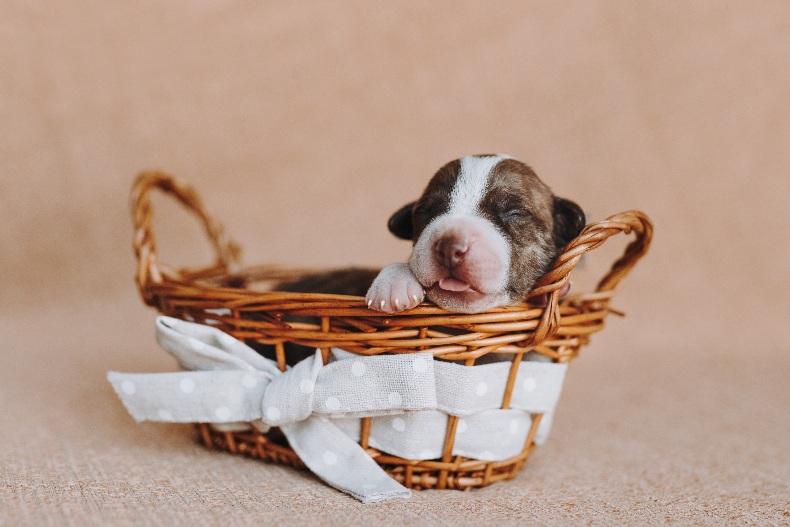 Прайтеры. Фотограф анималист Осипчикова Мария
