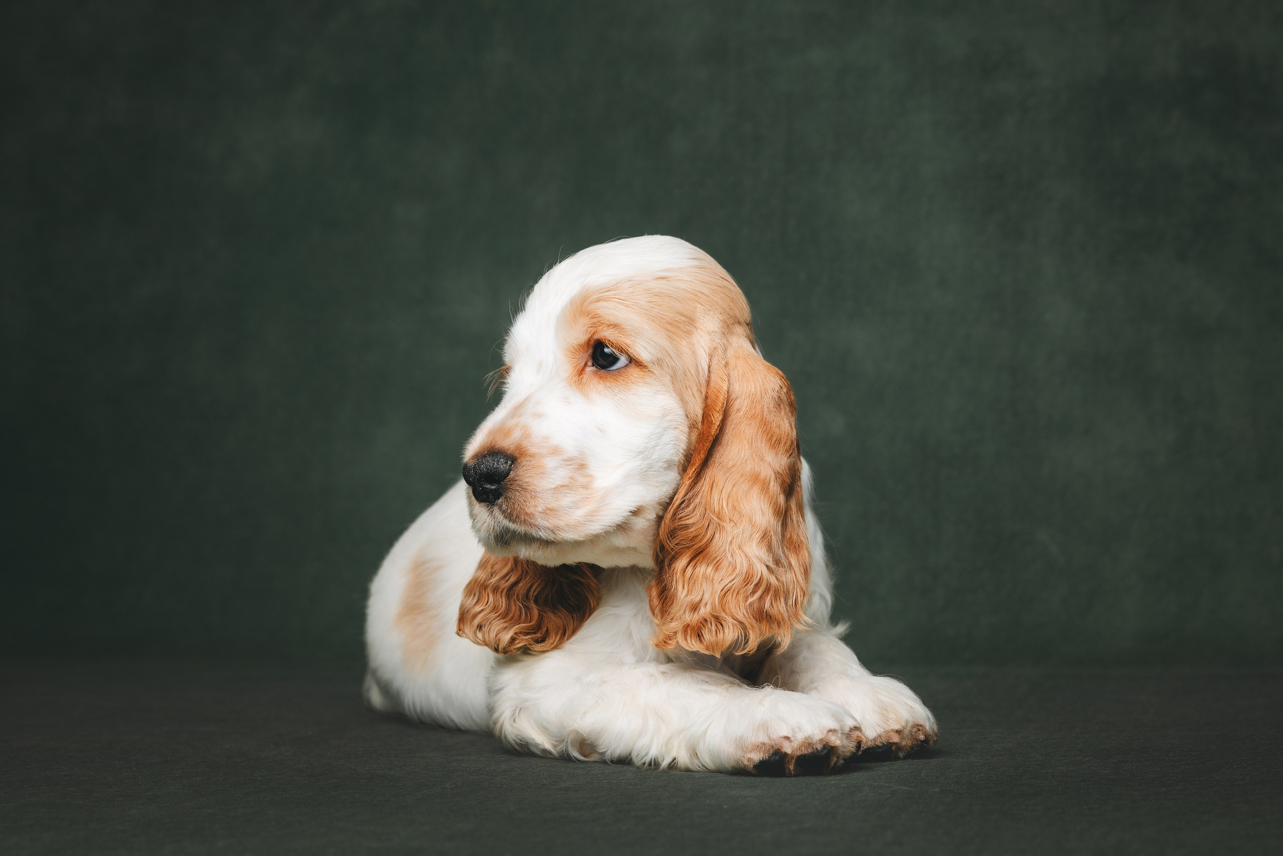 Английские коккер-спаниели. Фотограф анималист Осипчикова Мария