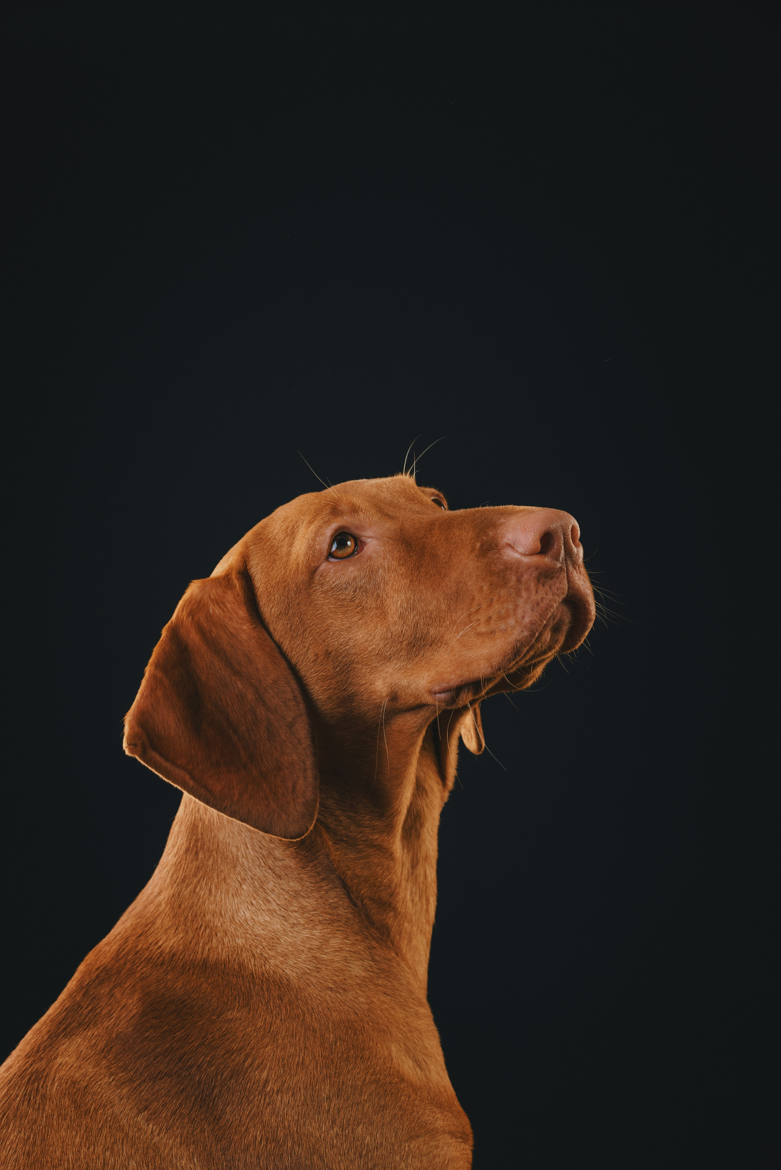 Выжла Гая. Фотограф анималист Осипчикова Мария