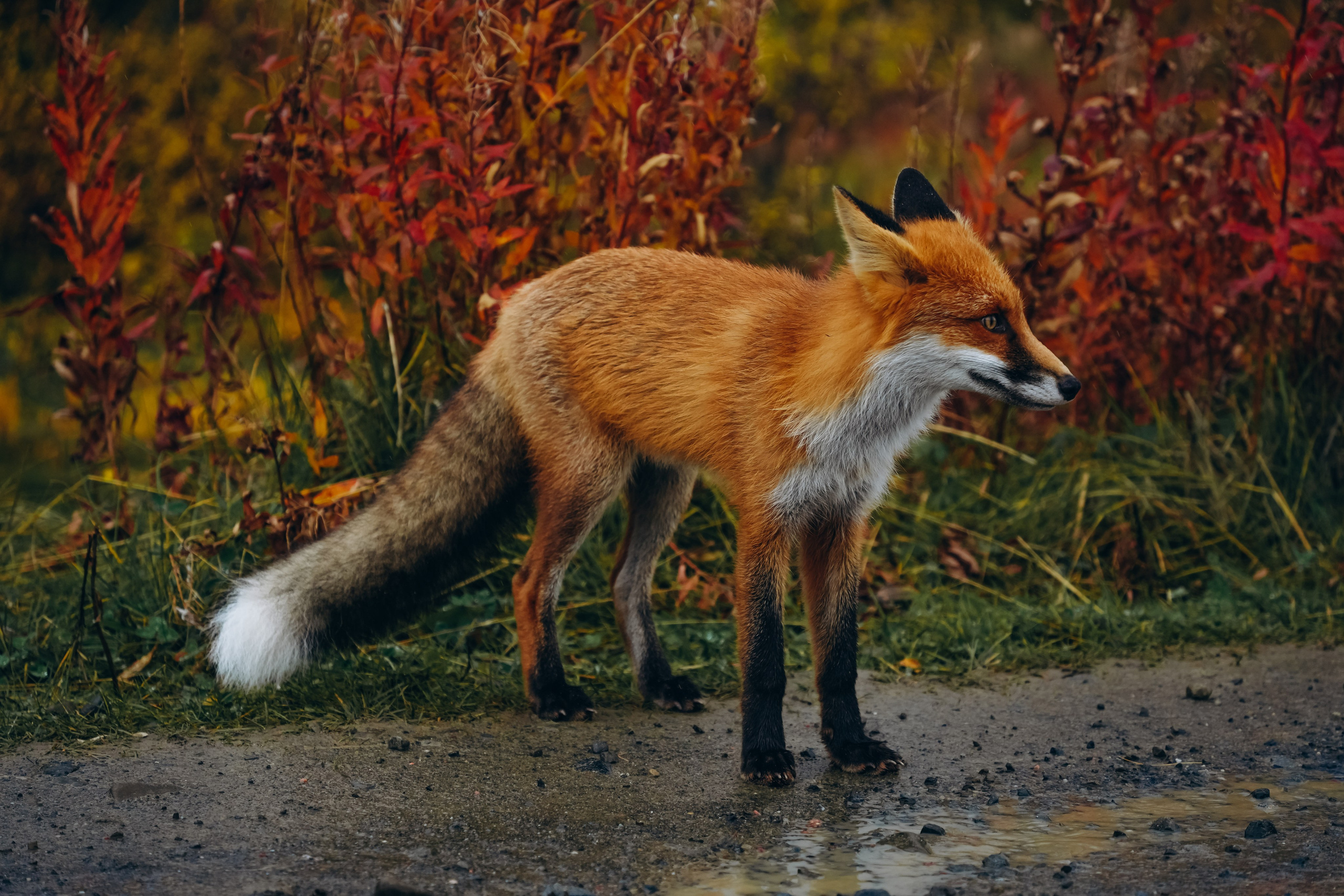 СЕВЕР. Event фотограф Степанова Александра