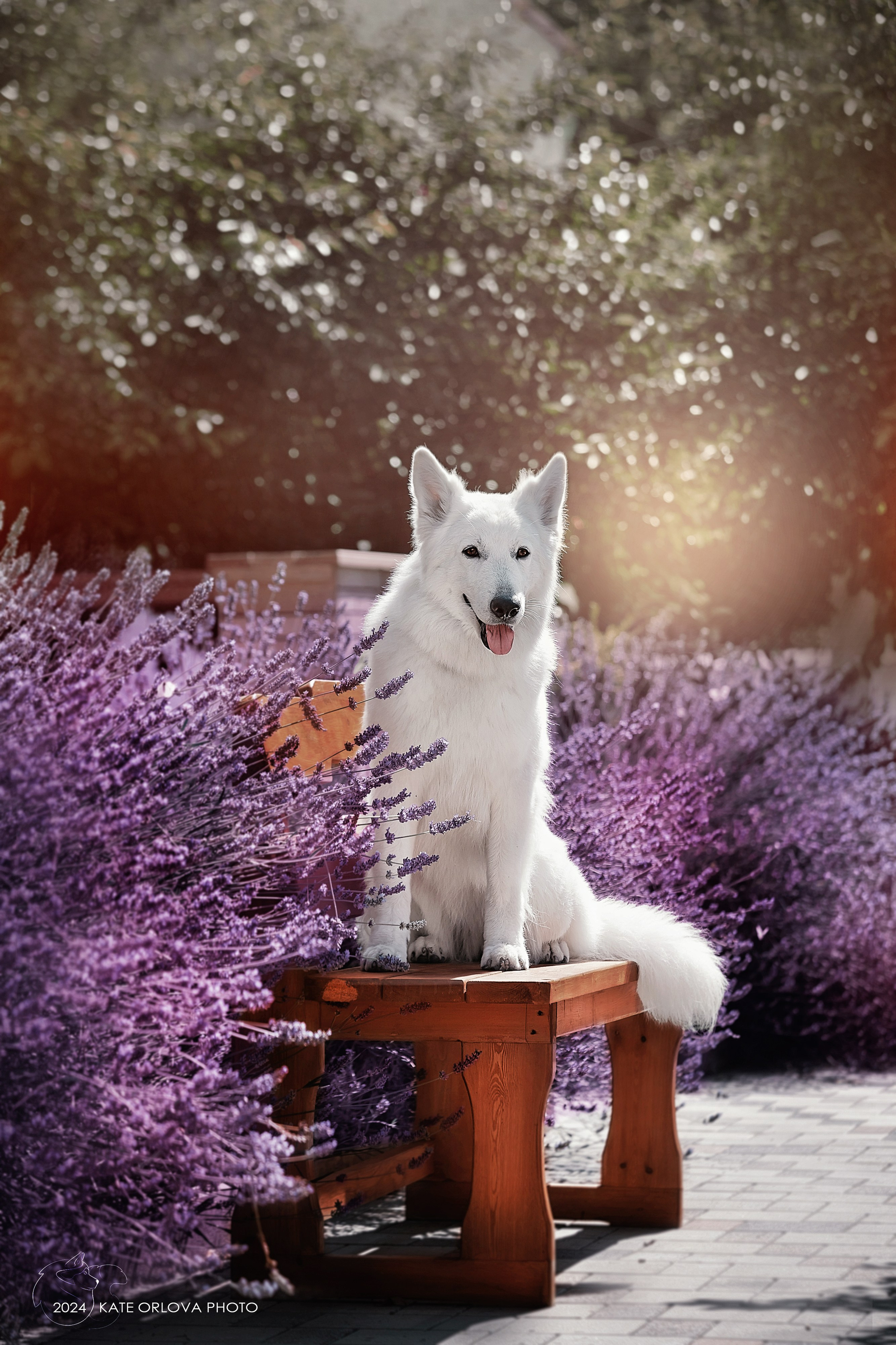 Фотосъемка собак, щенков, на выставках, фотограф анималист Россия воронеж. Питомник собак Акита, Хаски, Корги