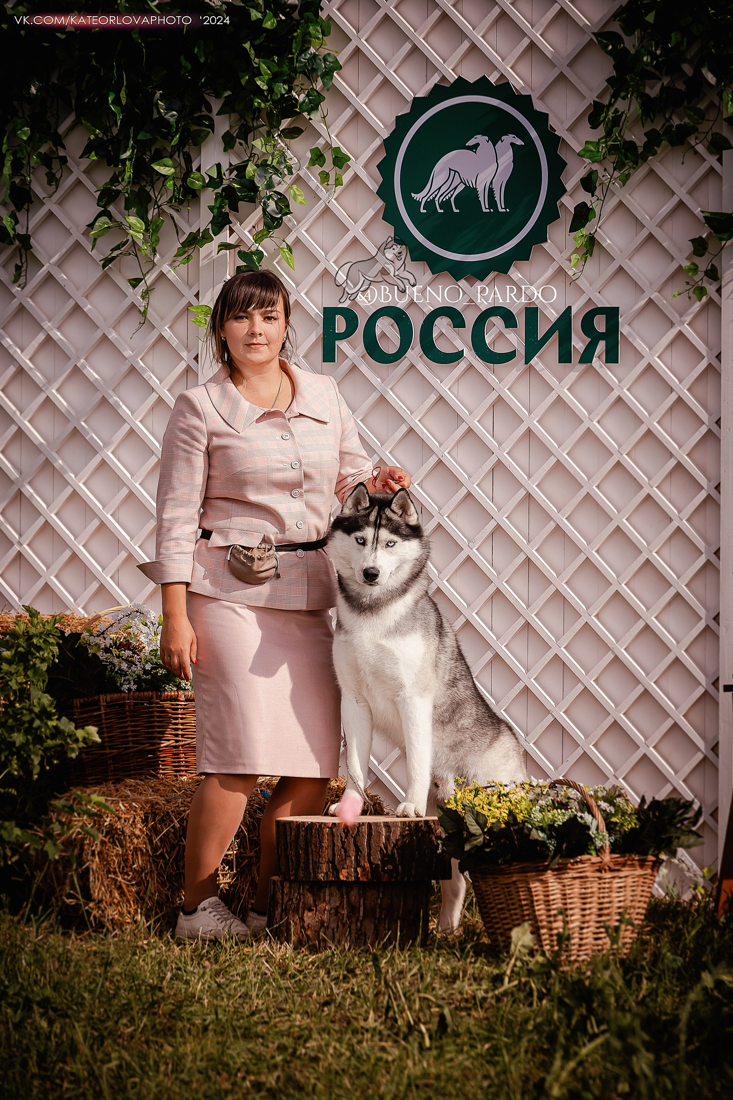 Фотосъемка собак, щенков, на выставках, фотограф анималист Россия воронеж. Питомник собак Акита, Хаски, Корги