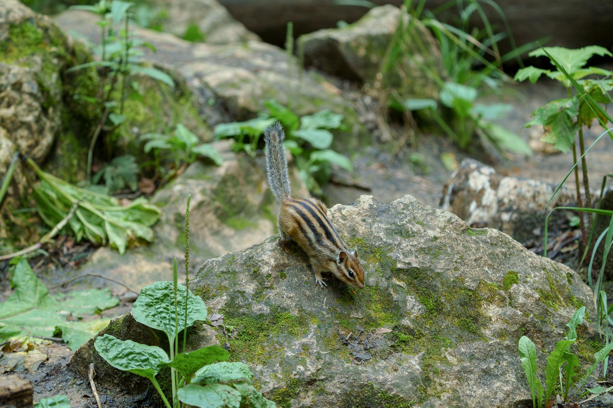 Животные. Ваш личный фотограф Марина Волкова