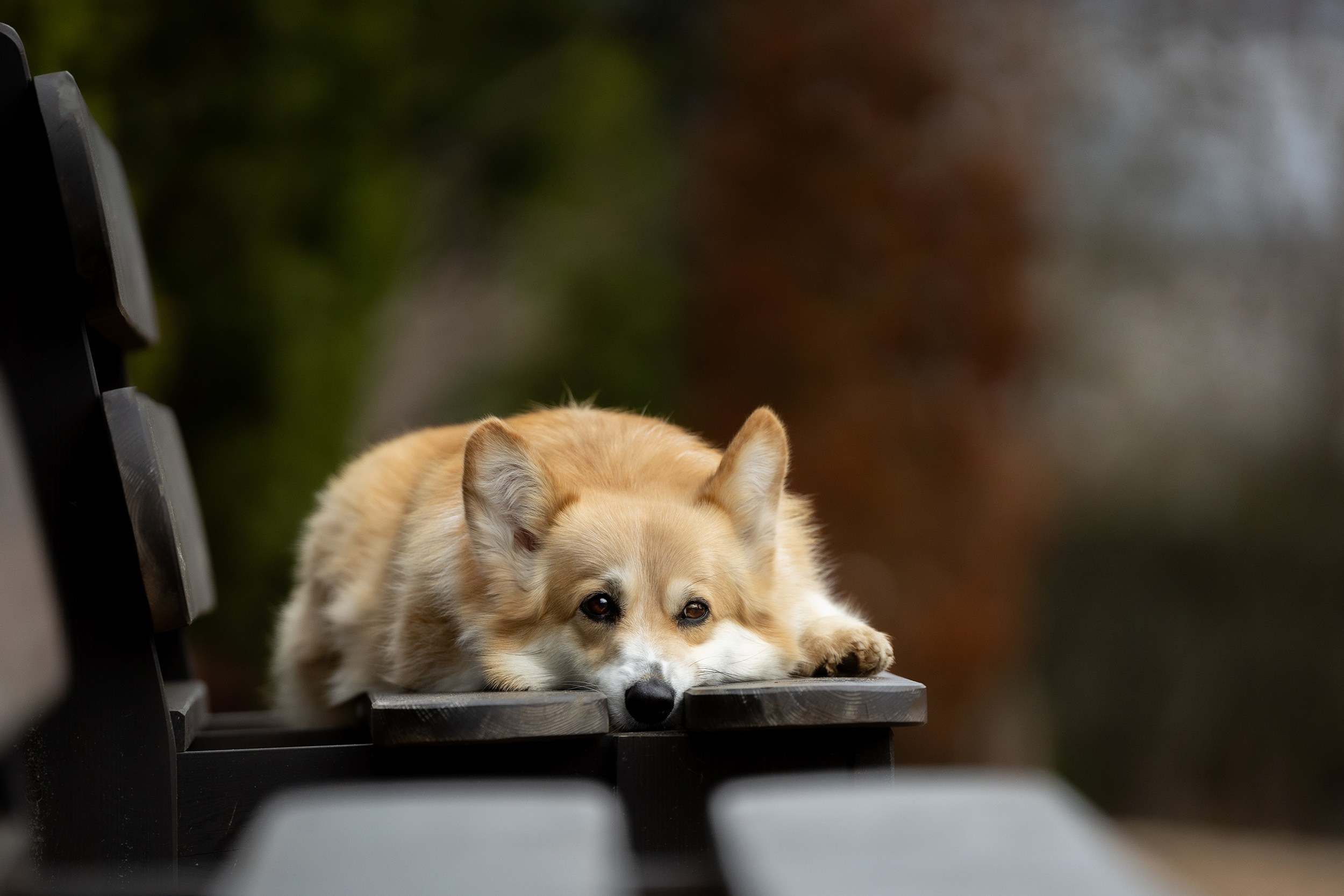 Собаки. Фотограф-анималист Юлия Удовенко