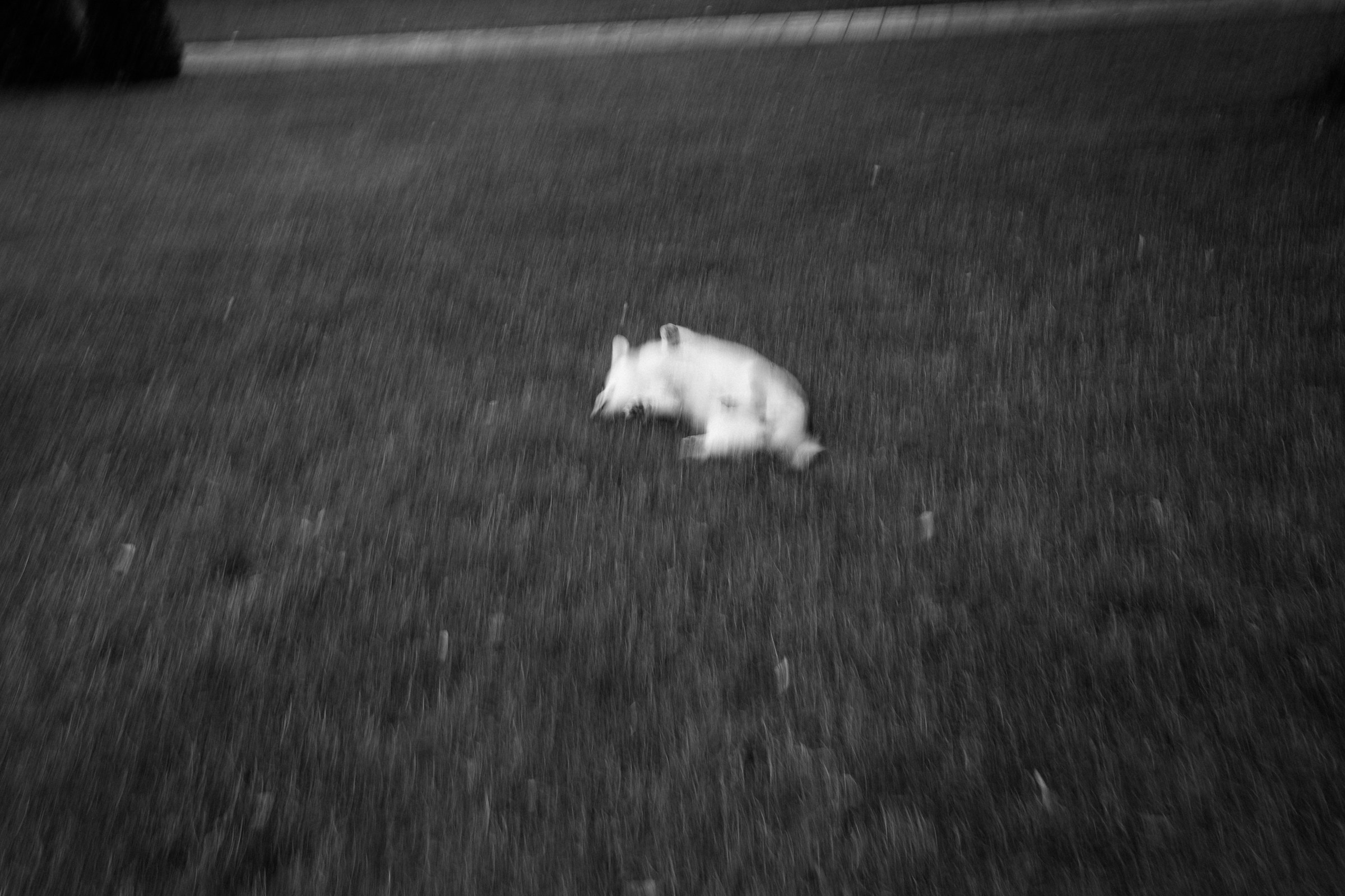 Свадьба пес и котики. Dima Lemeshevsky