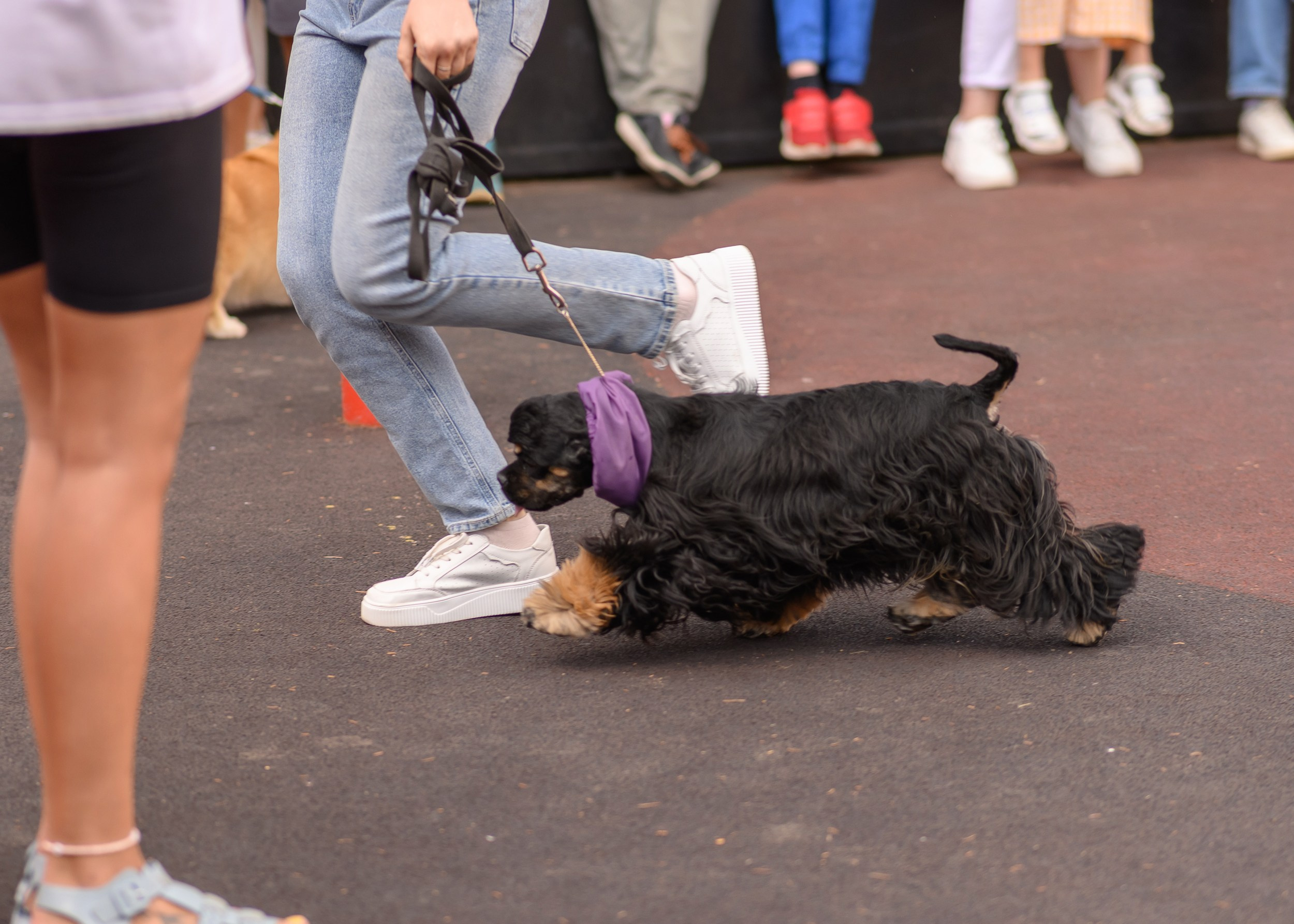 СобачийФест_РынокНаГоре_10082024. Фотограф Александр Данилов