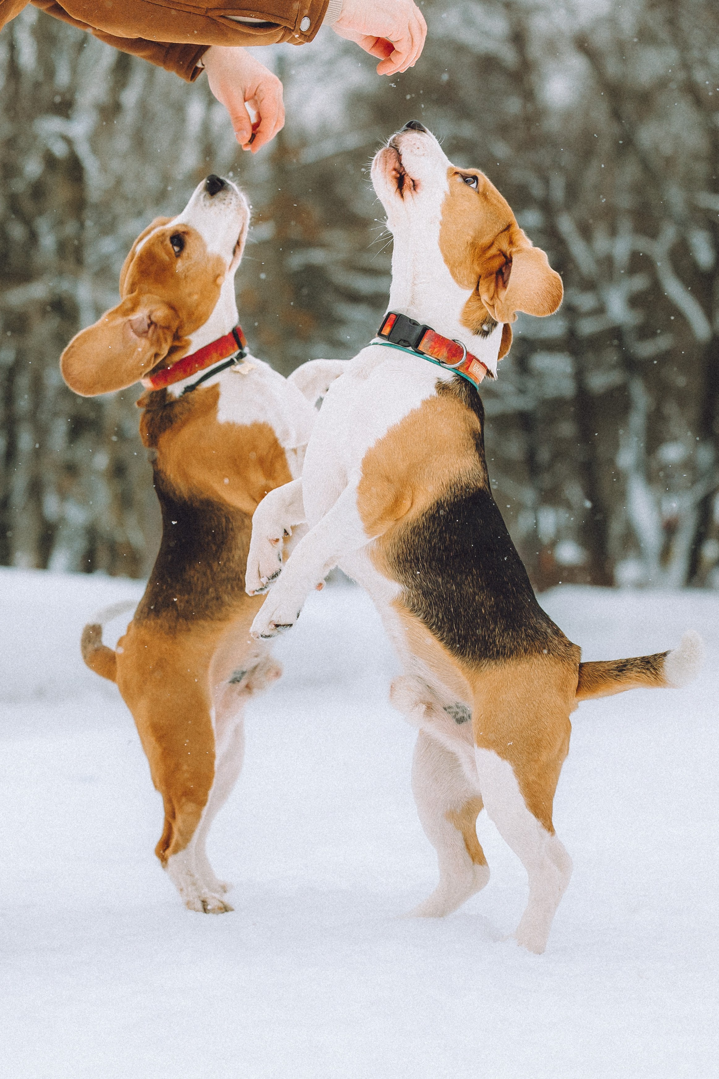 Роман, Портер и Коррес