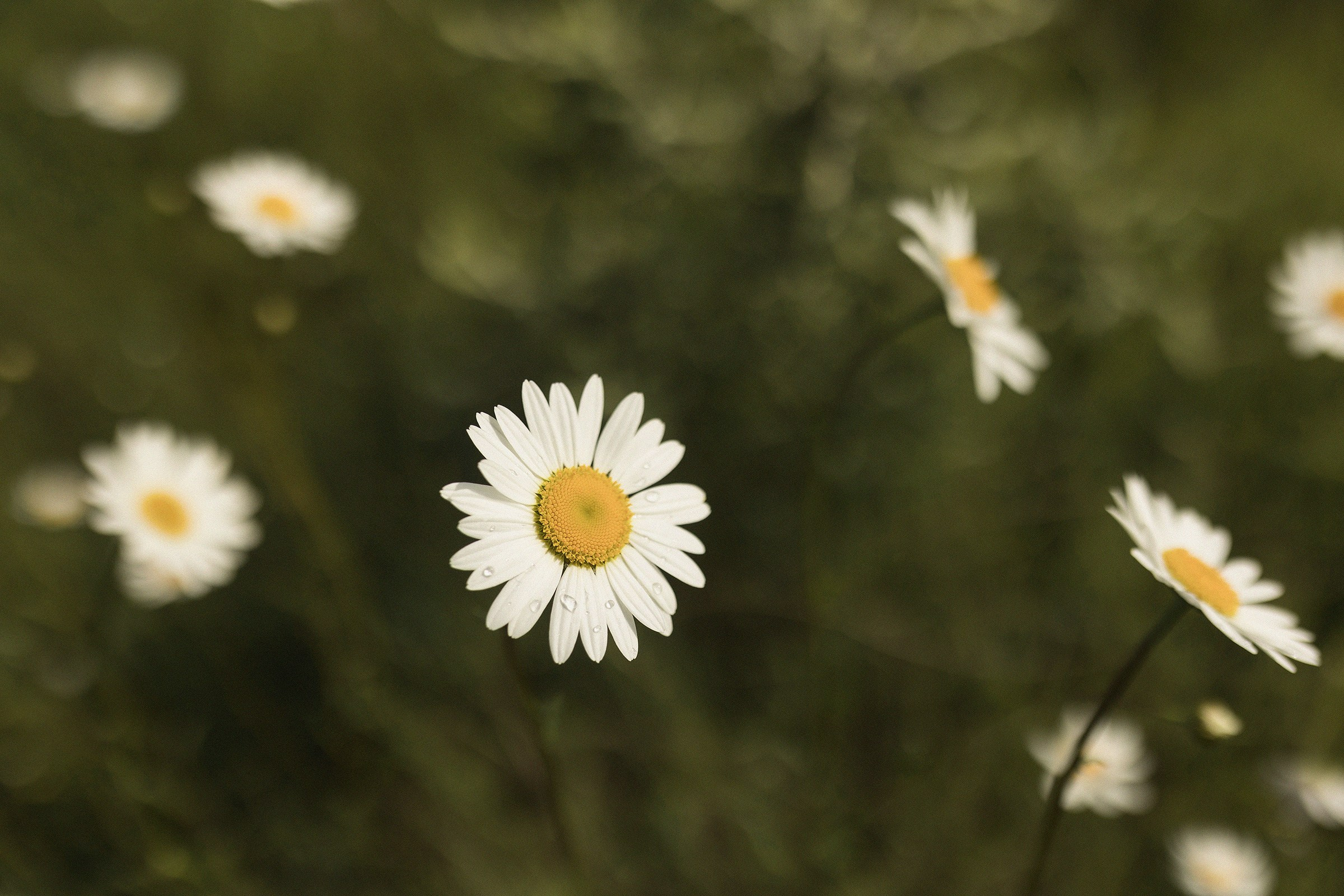 Наша ромашка. Sovushka DS