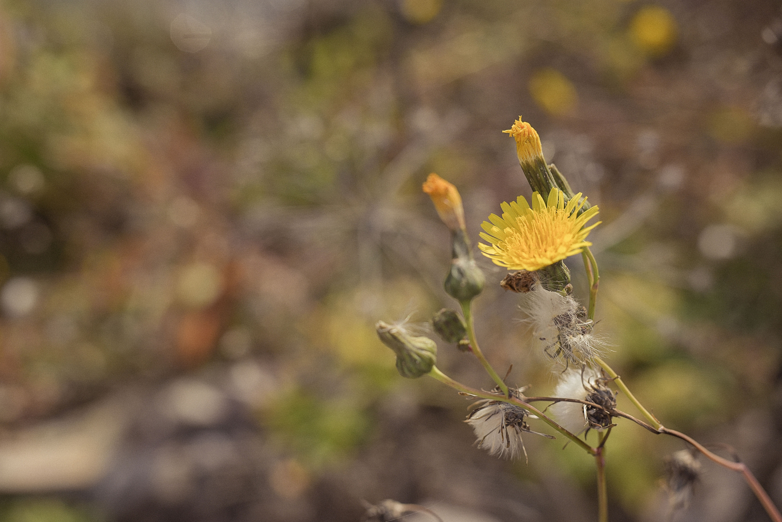Fashion shot «Polina». Выпускные альбомы в современном стиле | Казань