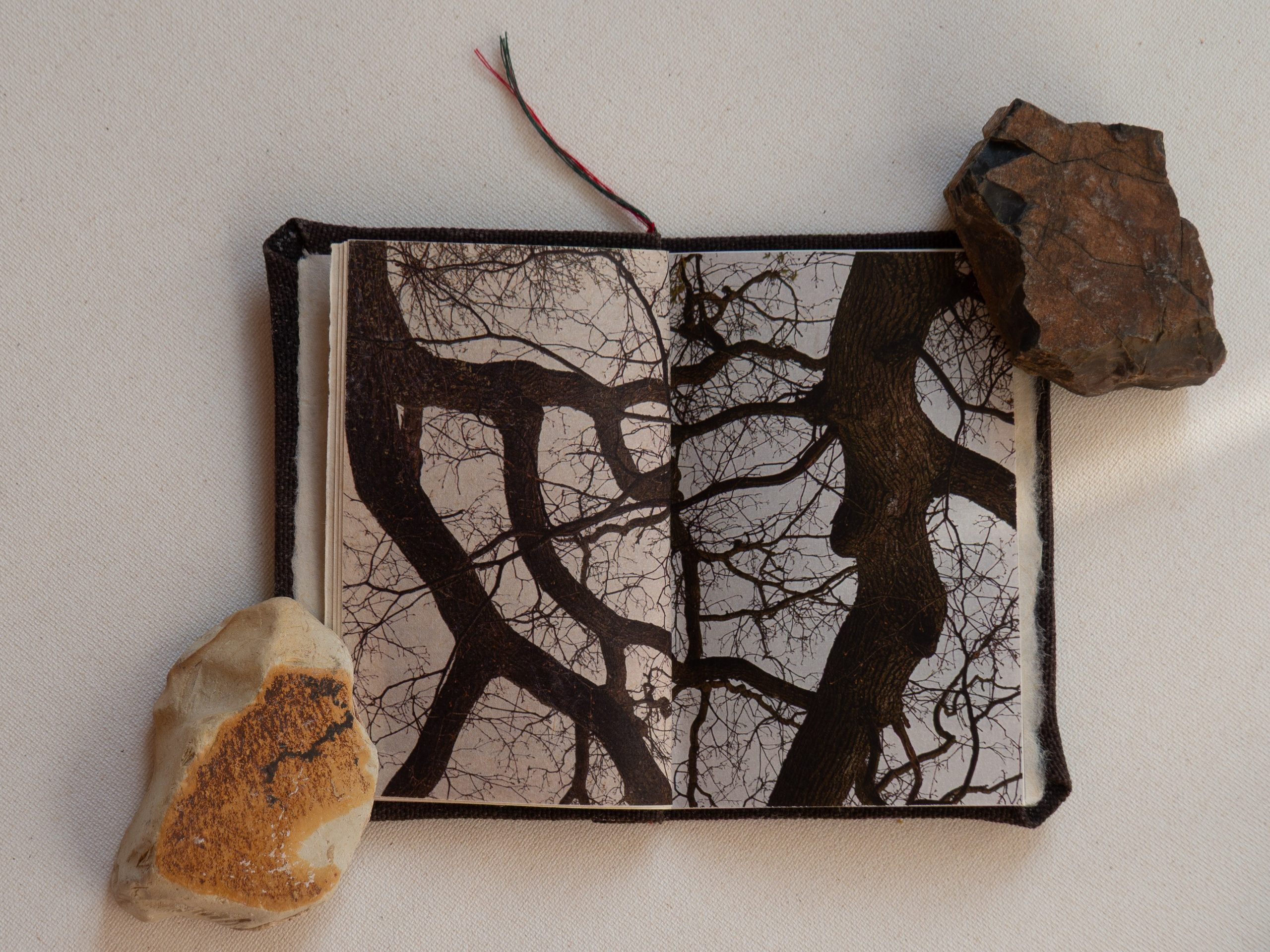 Drawing a tree. Ekaterina Shikhanova