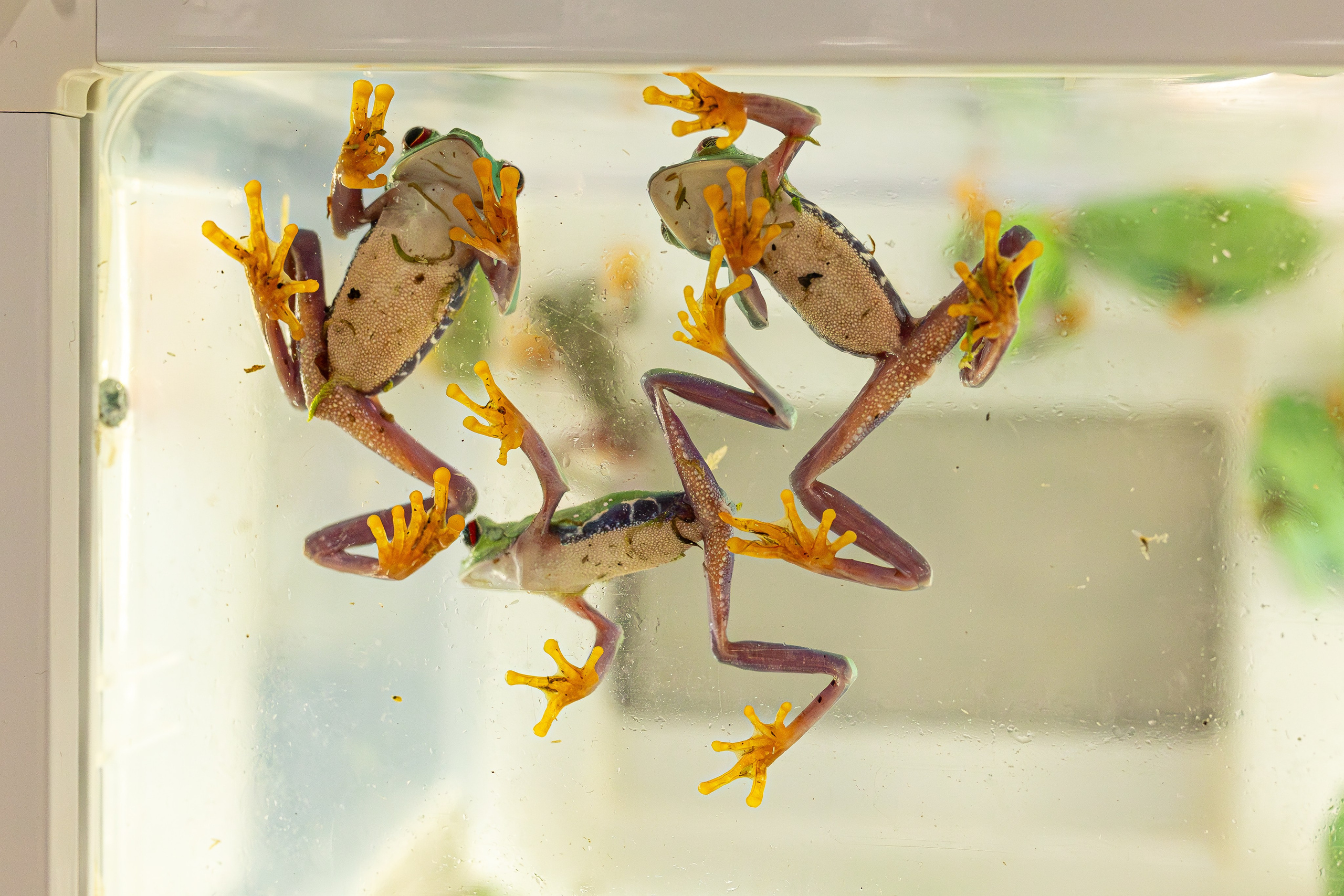 Рептилиум июнь 2025. Александра Куликова фотограф, Москва