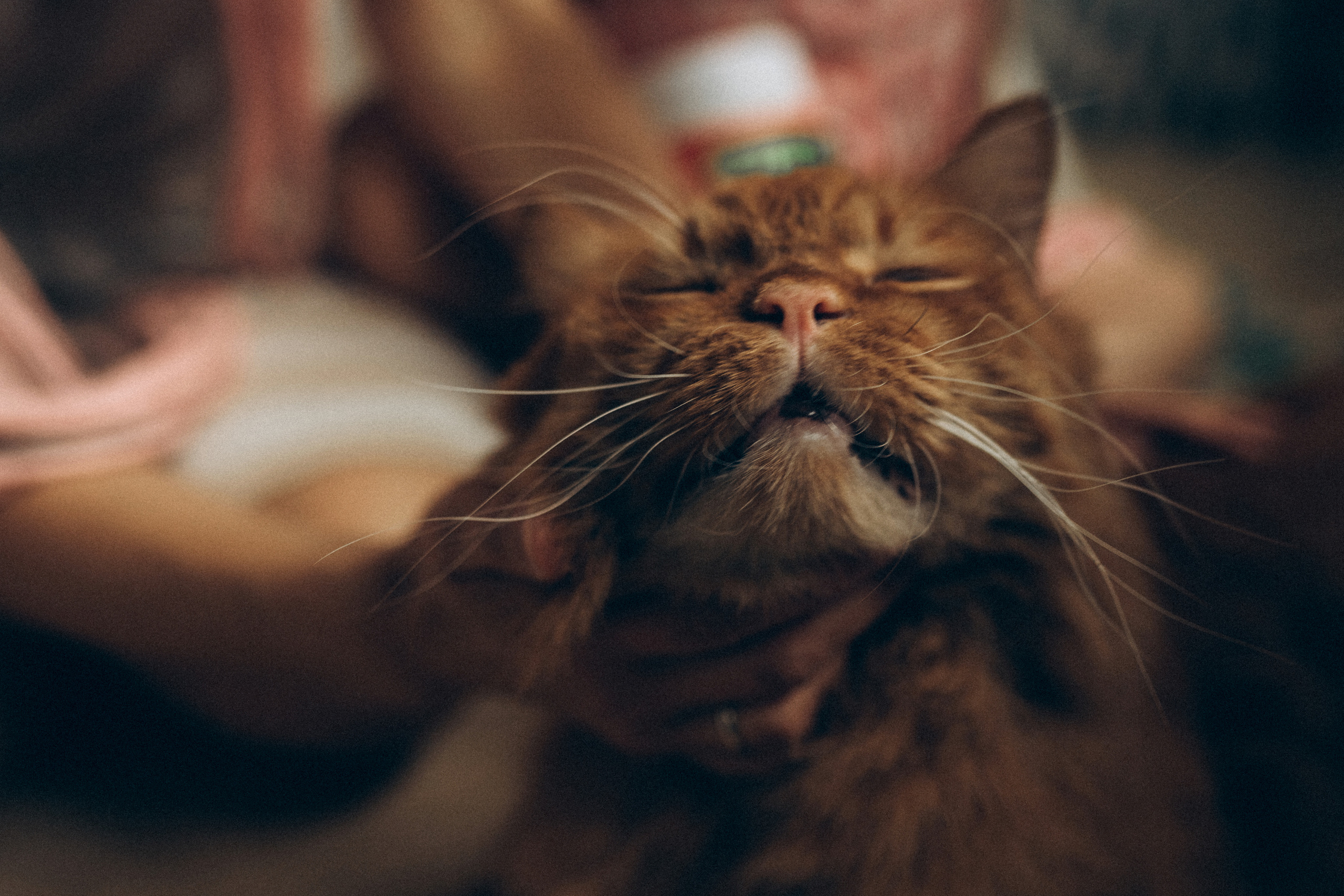Стась Таня Алеся. Семейный фотограф в Минске и РБ Стеликова Анна