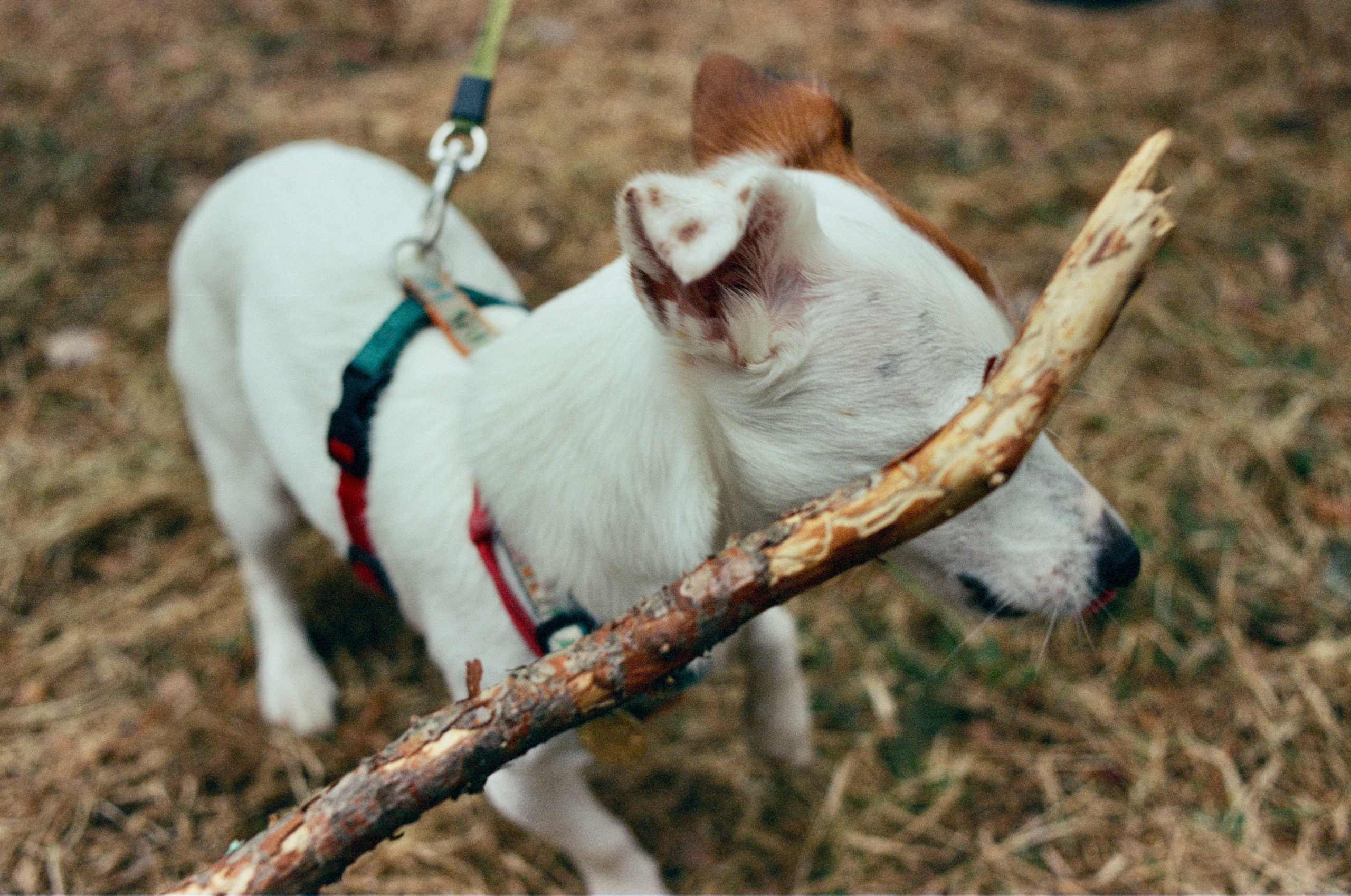 Film. Ruslan UI Dev Page