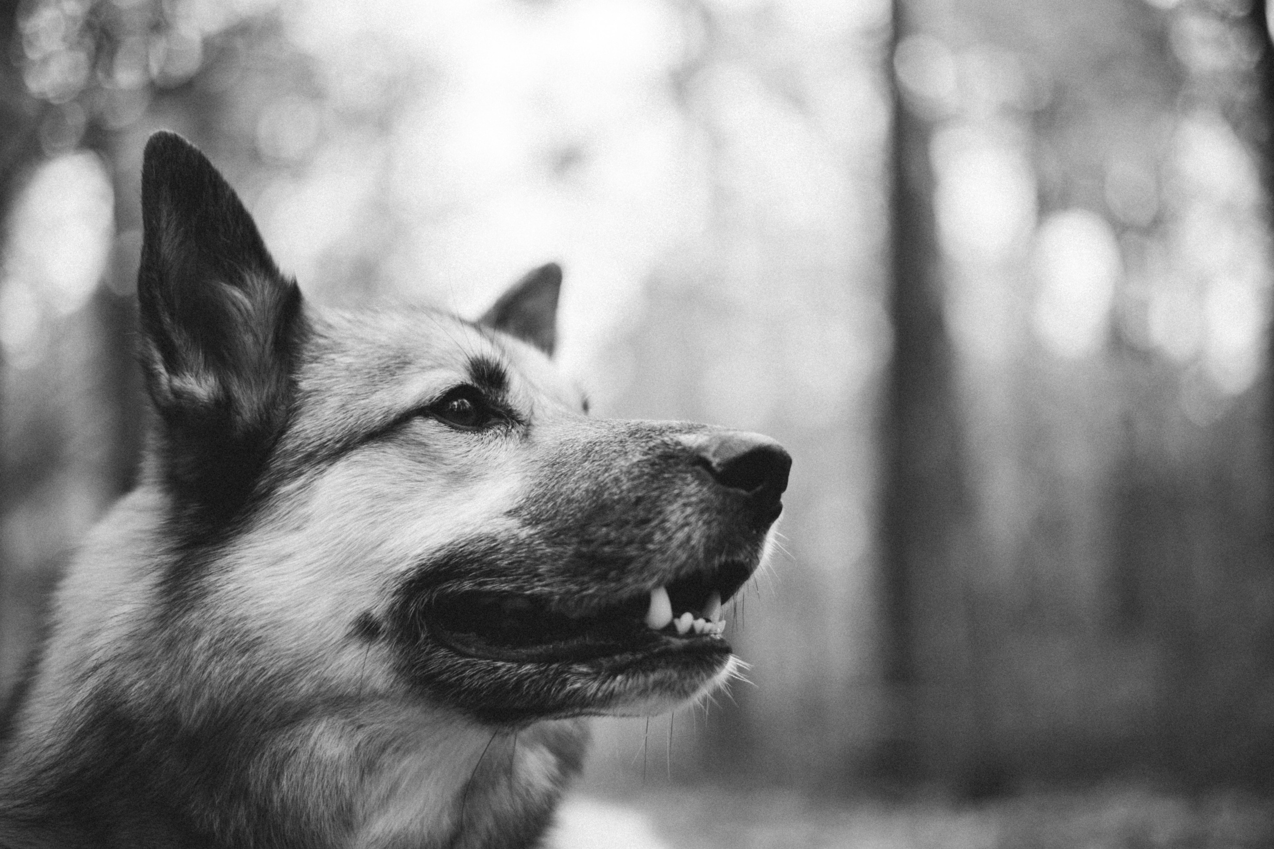 Нелли, Лёша, Рэй и Норд. Фотограф Анна Луценко Москва