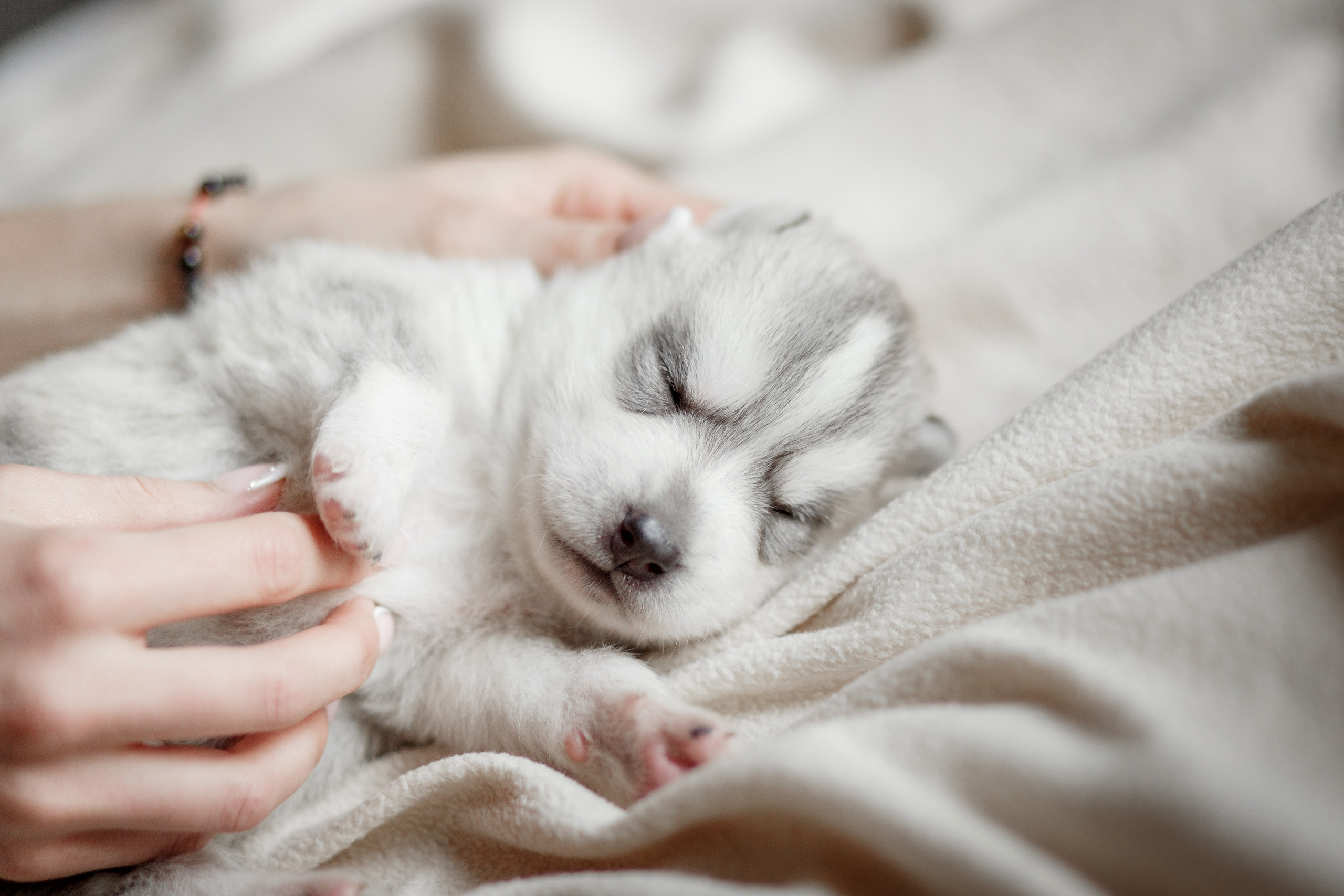 Собаки, кошки и др. животные. Семейный фотограф в Екатеринбурге