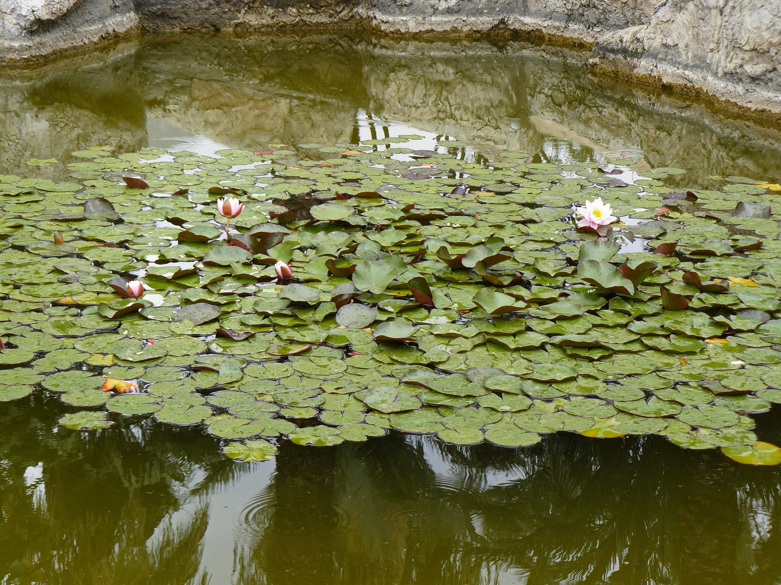 Алания 2014. Фотопрогулки по Миру