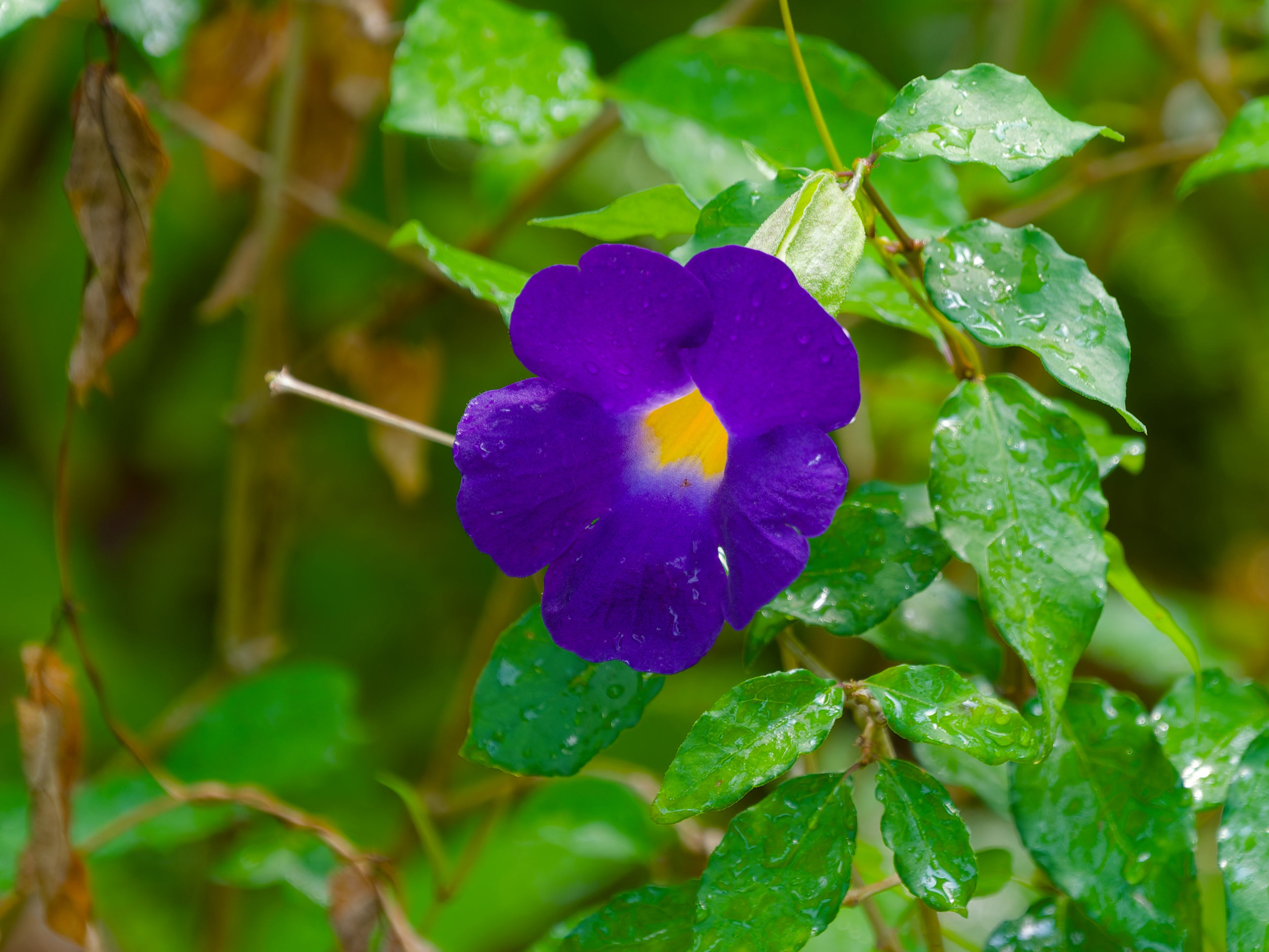 Хайнань 2026, отель «Stony Brook Villa Jianguo Resort Sanya 4*». Фотопрогулки по Миру