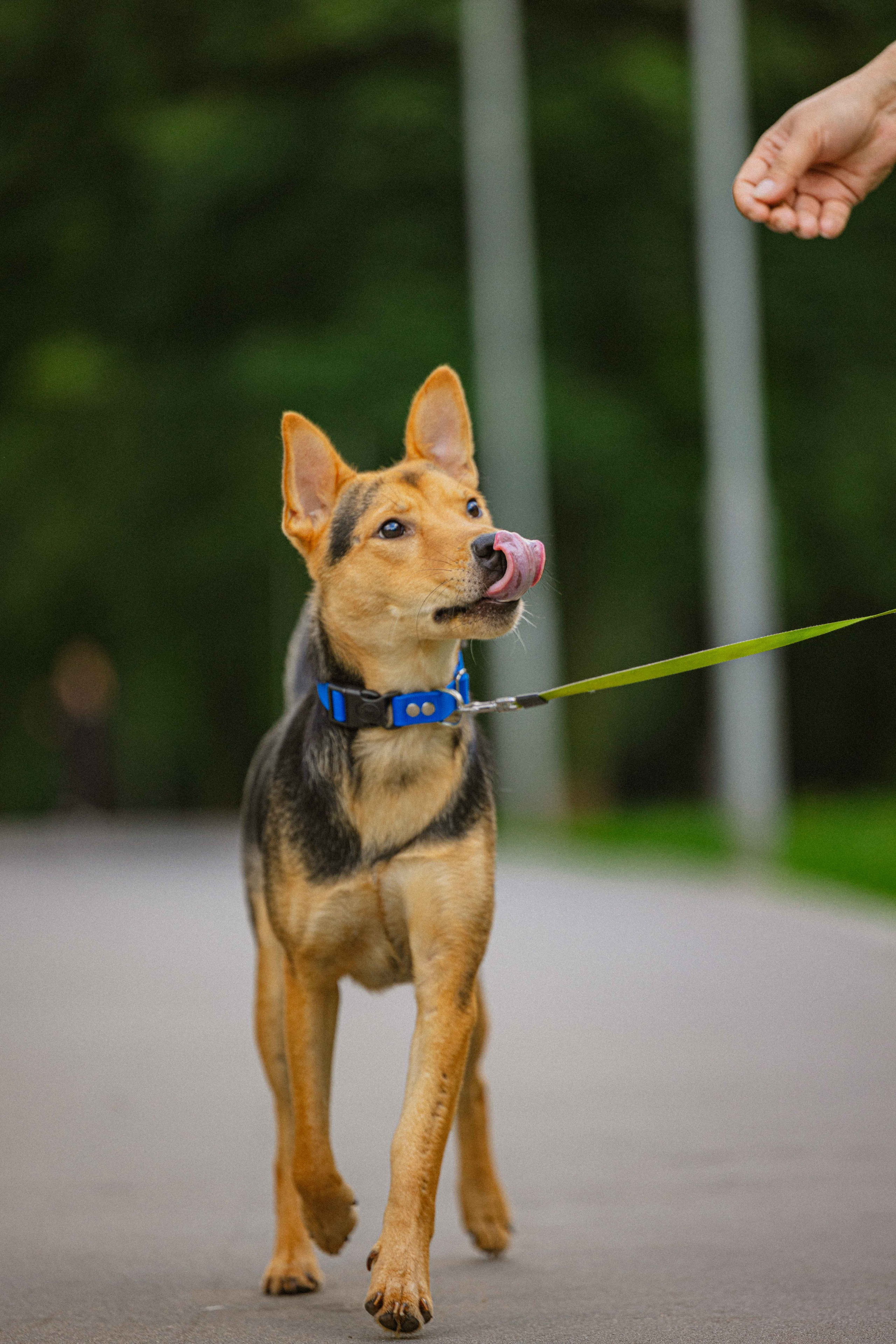 Джеки. Фотограф-анималист в Москве Лера Черноног