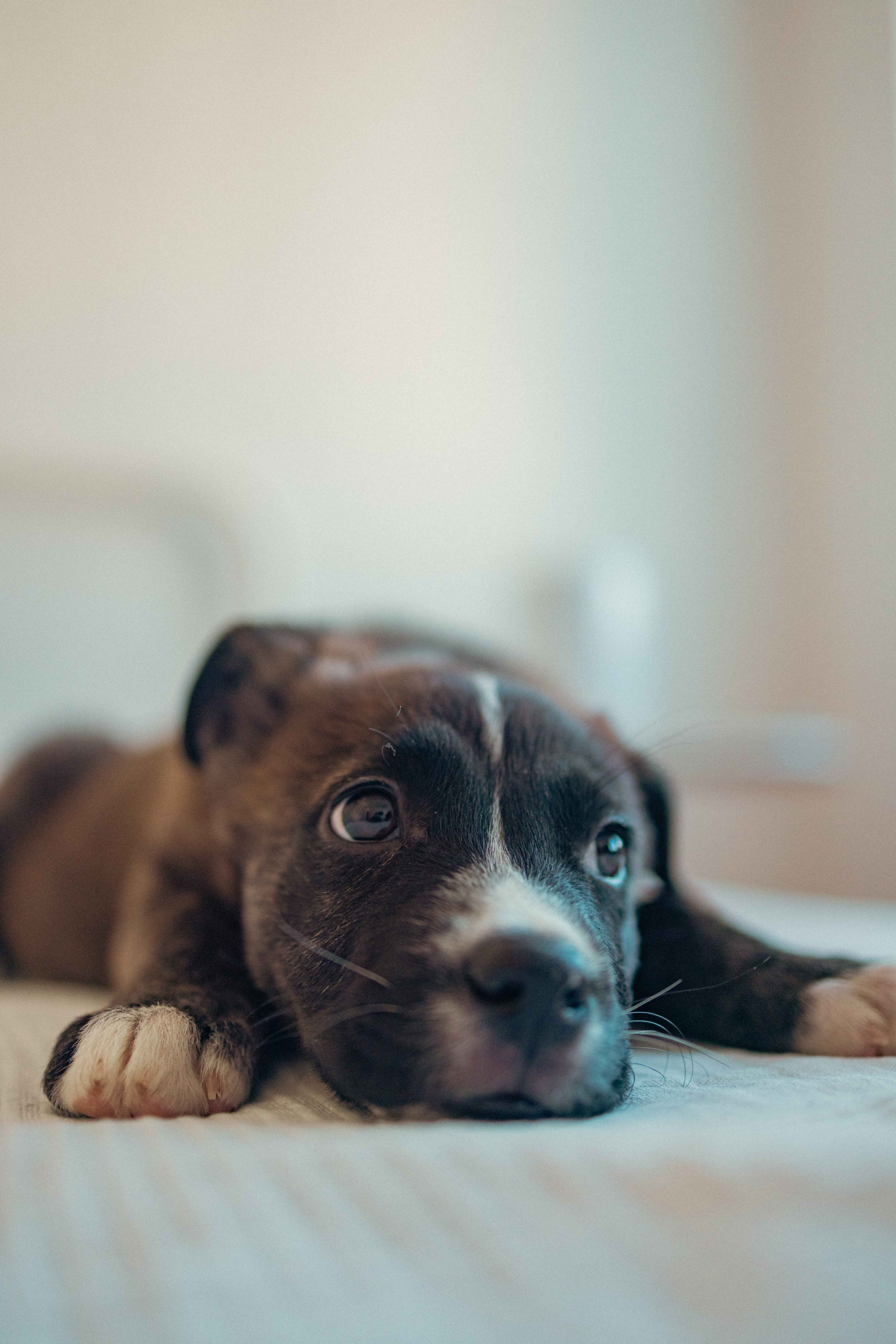 Гайка. Фотограф-анималист в Москве Лера Черноног