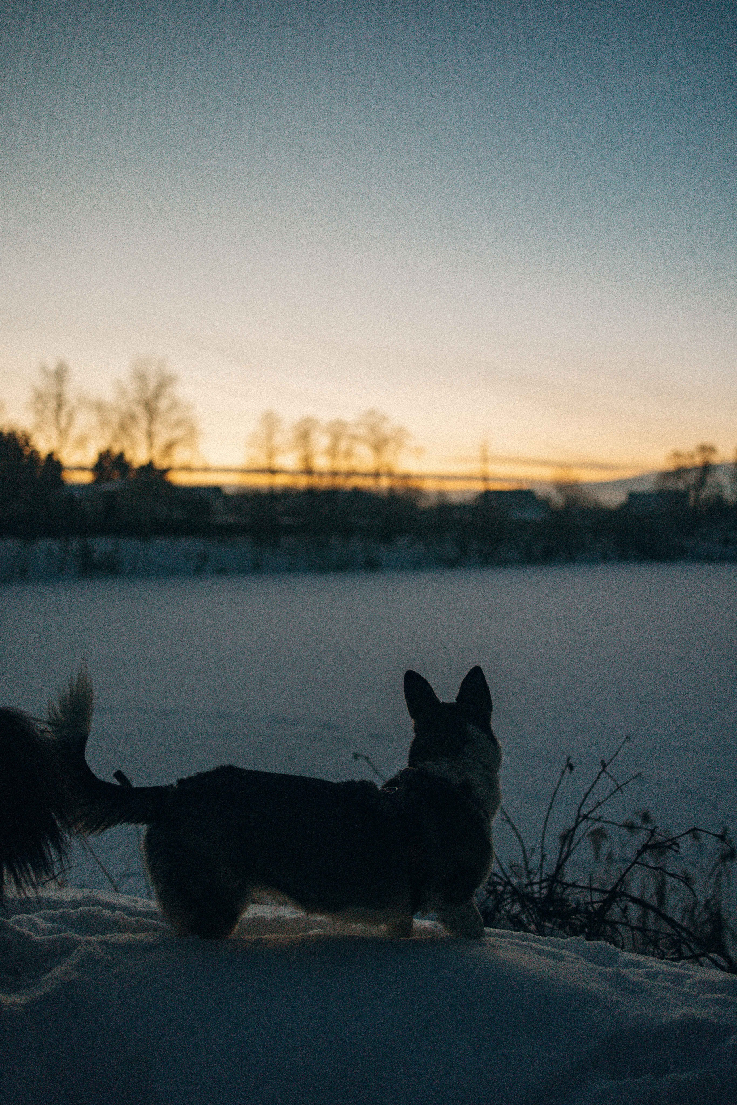 Фотограф-анималист в Москве Лера Черноног