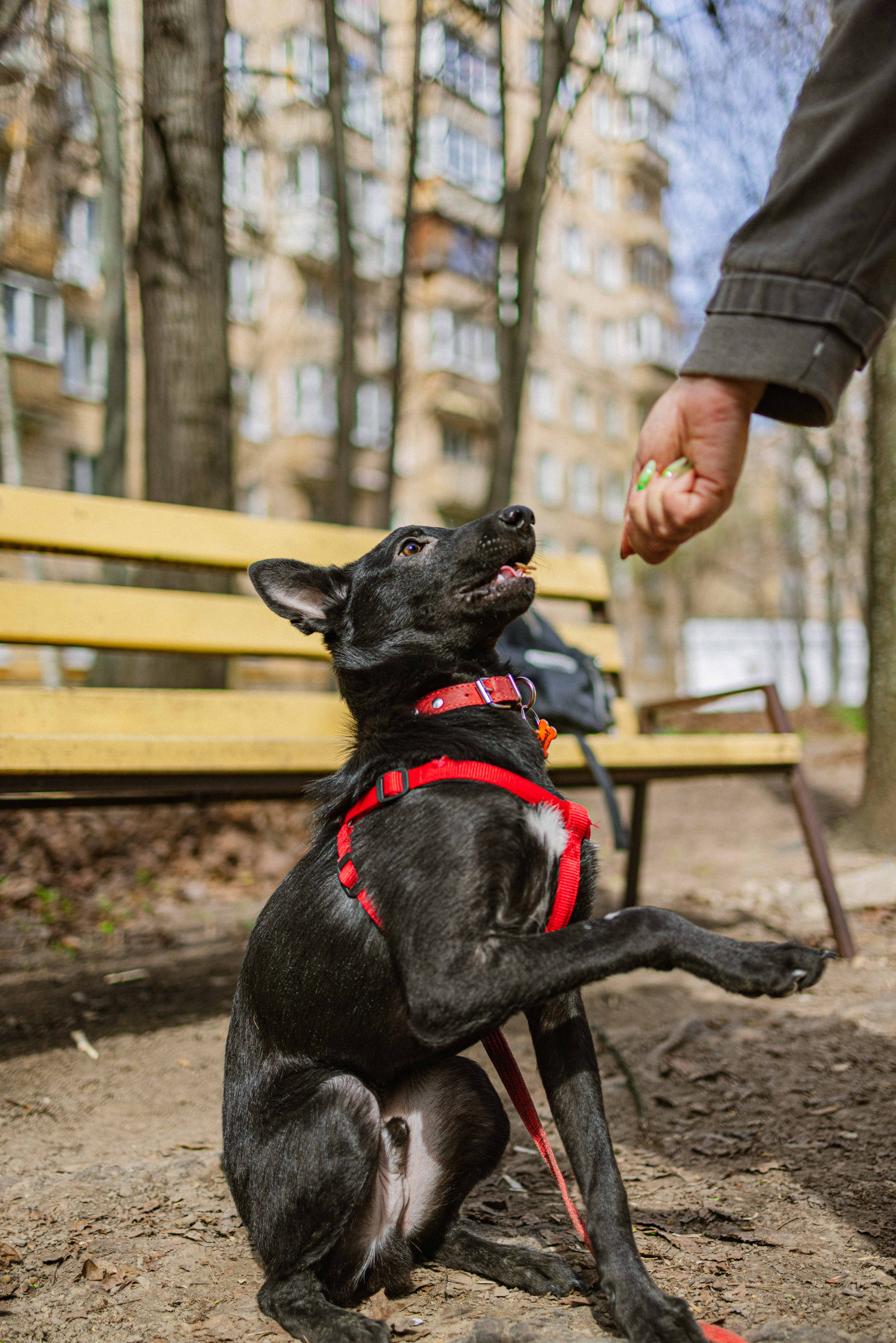 Булька. Фотограф-анималист в Москве Лера Черноног