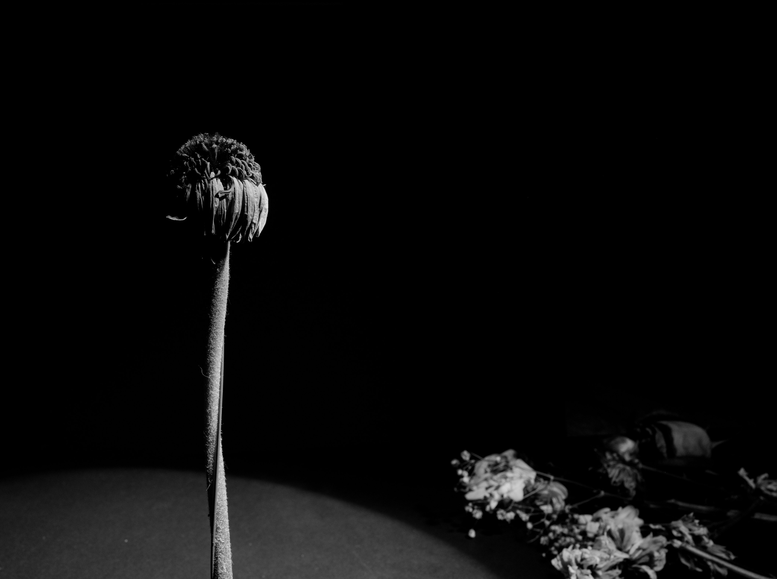 Цветы. Фотограф Александр Тихонов