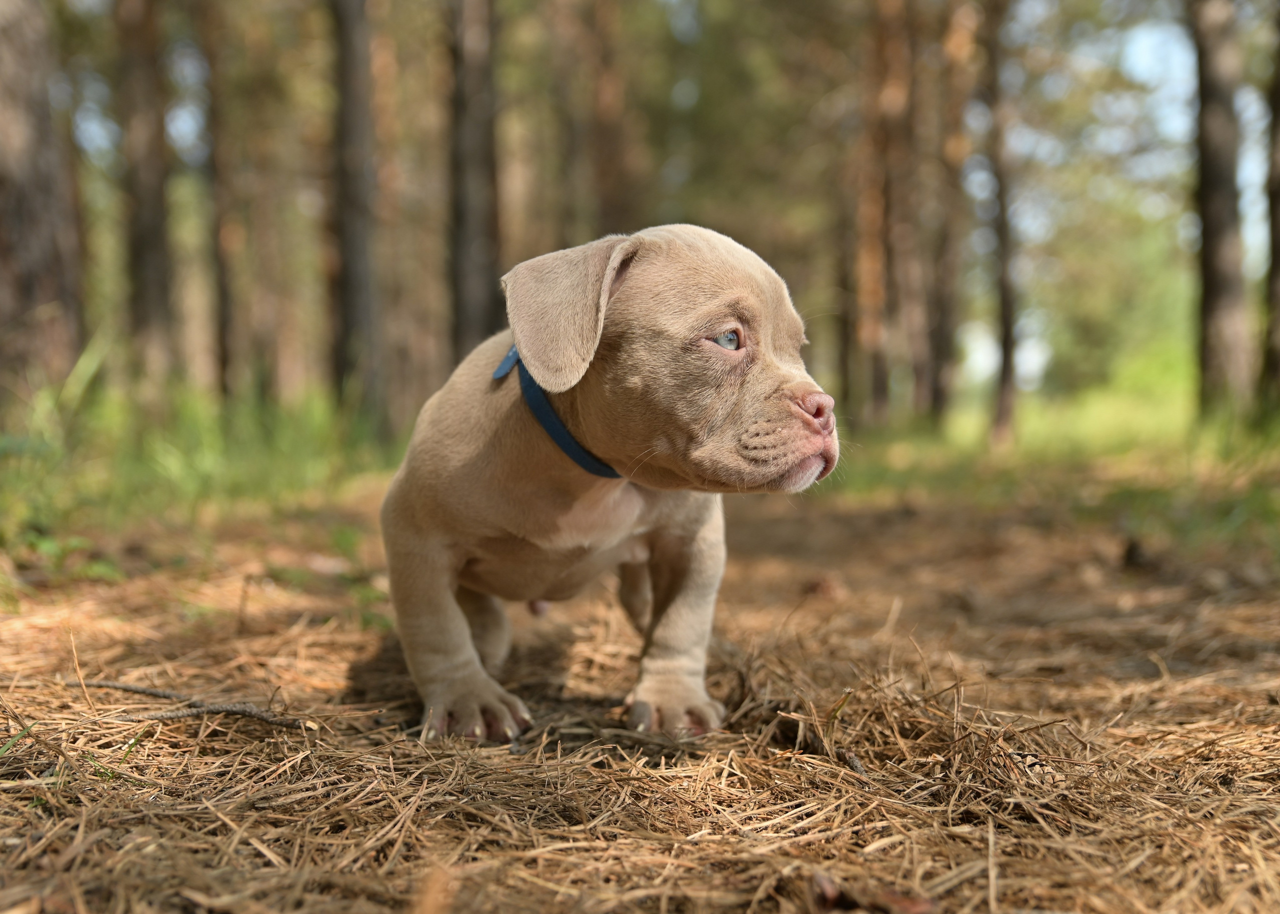 Свободные щенки Американский Булли в Иркутске. Питомник собак Иркутск