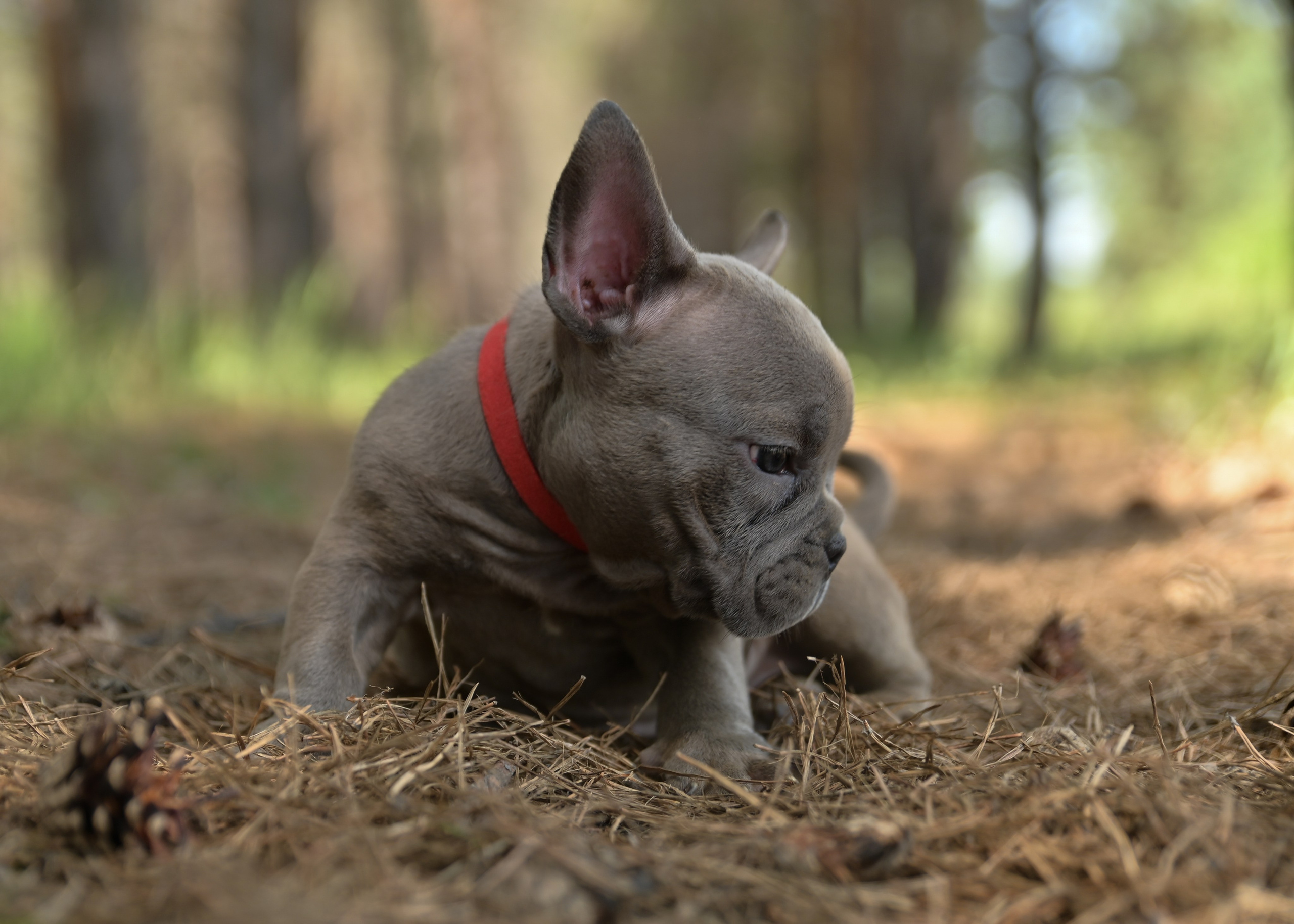 Свободные щенки Американский Булли в Иркутске. Питомник собак Иркутск