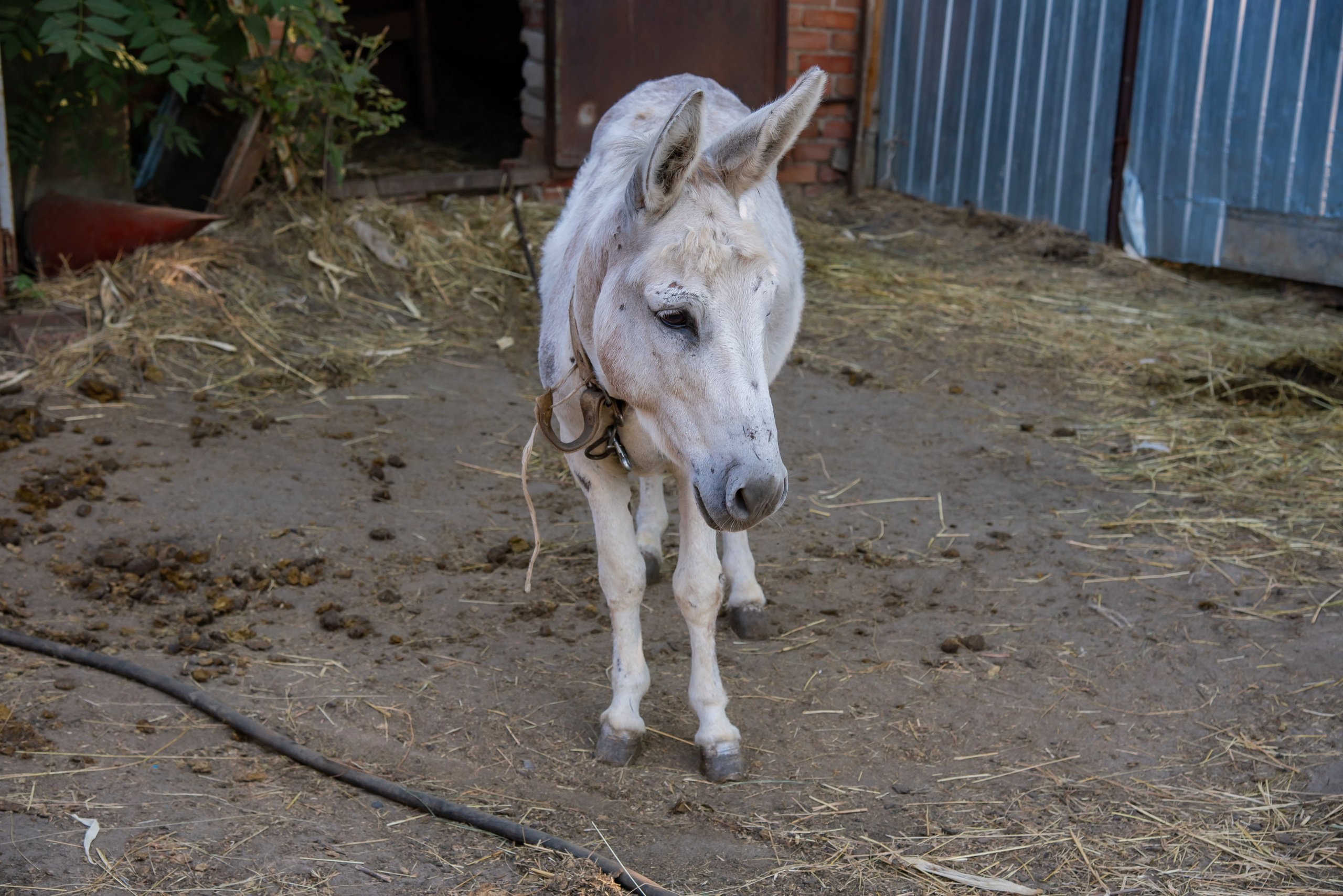 Конная прогулка. Фотограф Галина Нестерова
