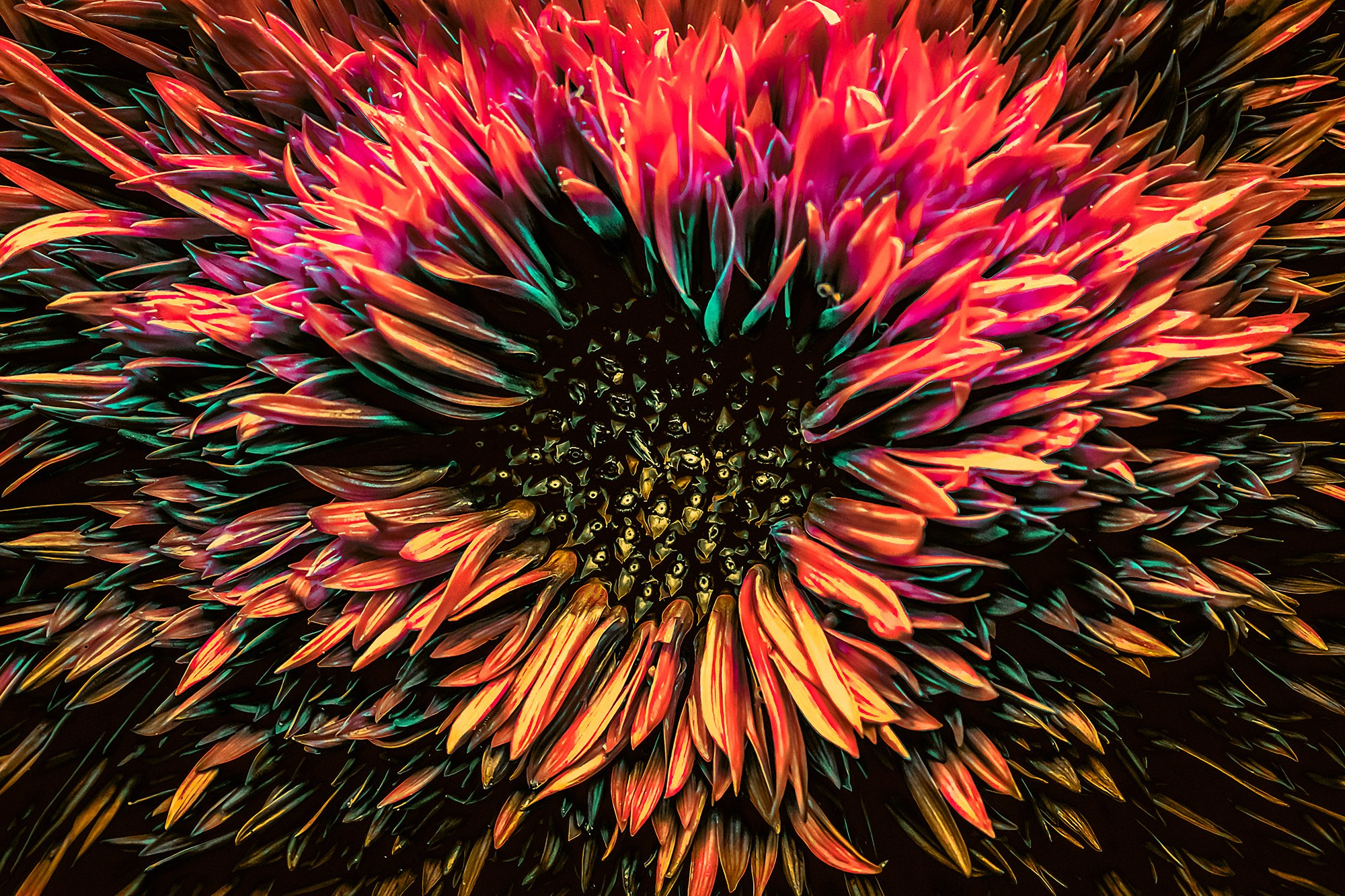 COLOURED FLOWERS. Eirene G |  Photoartist | Flowers from my garden