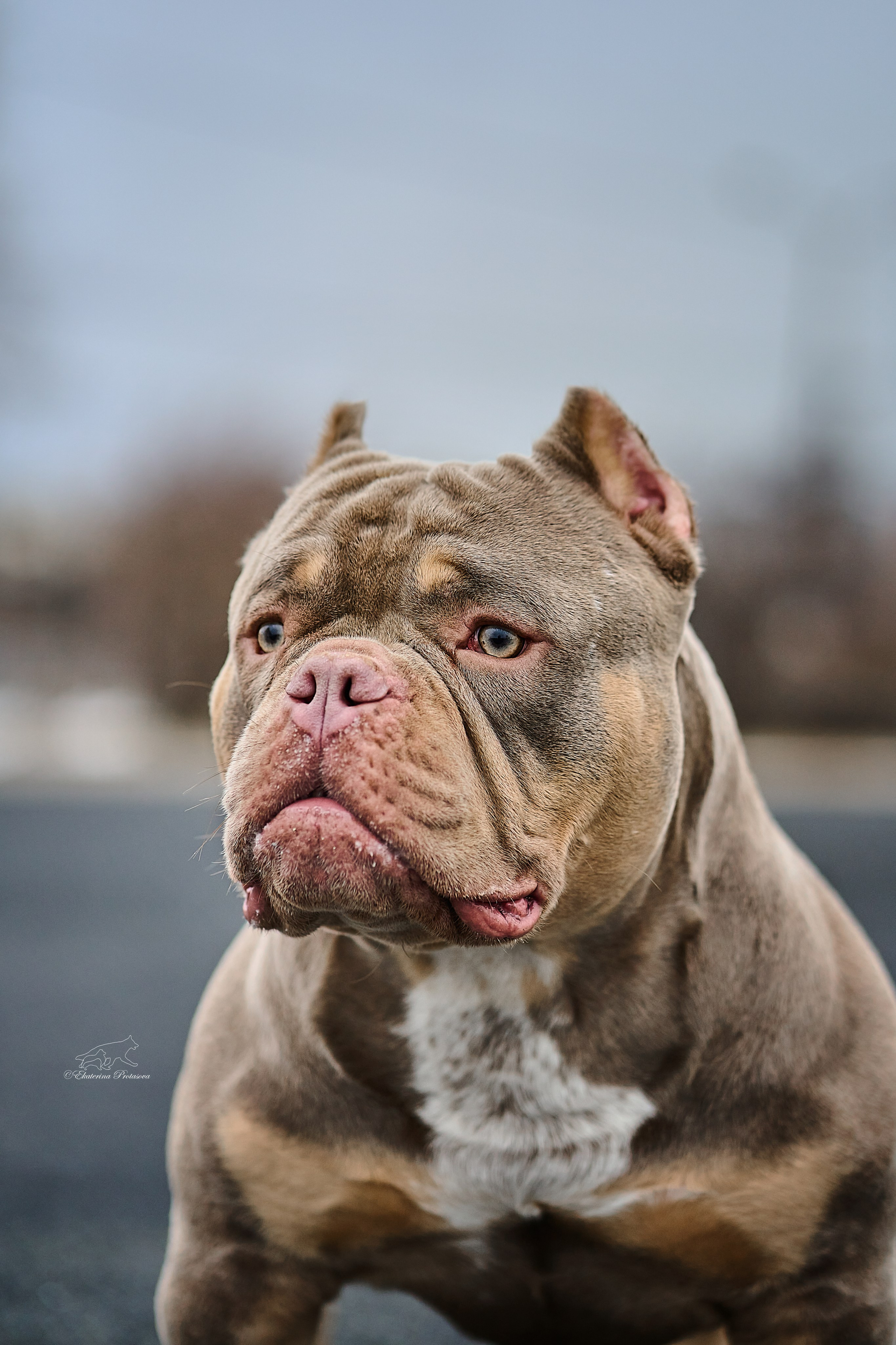 Булли Коба. Фотограф-анималист в Иркутске