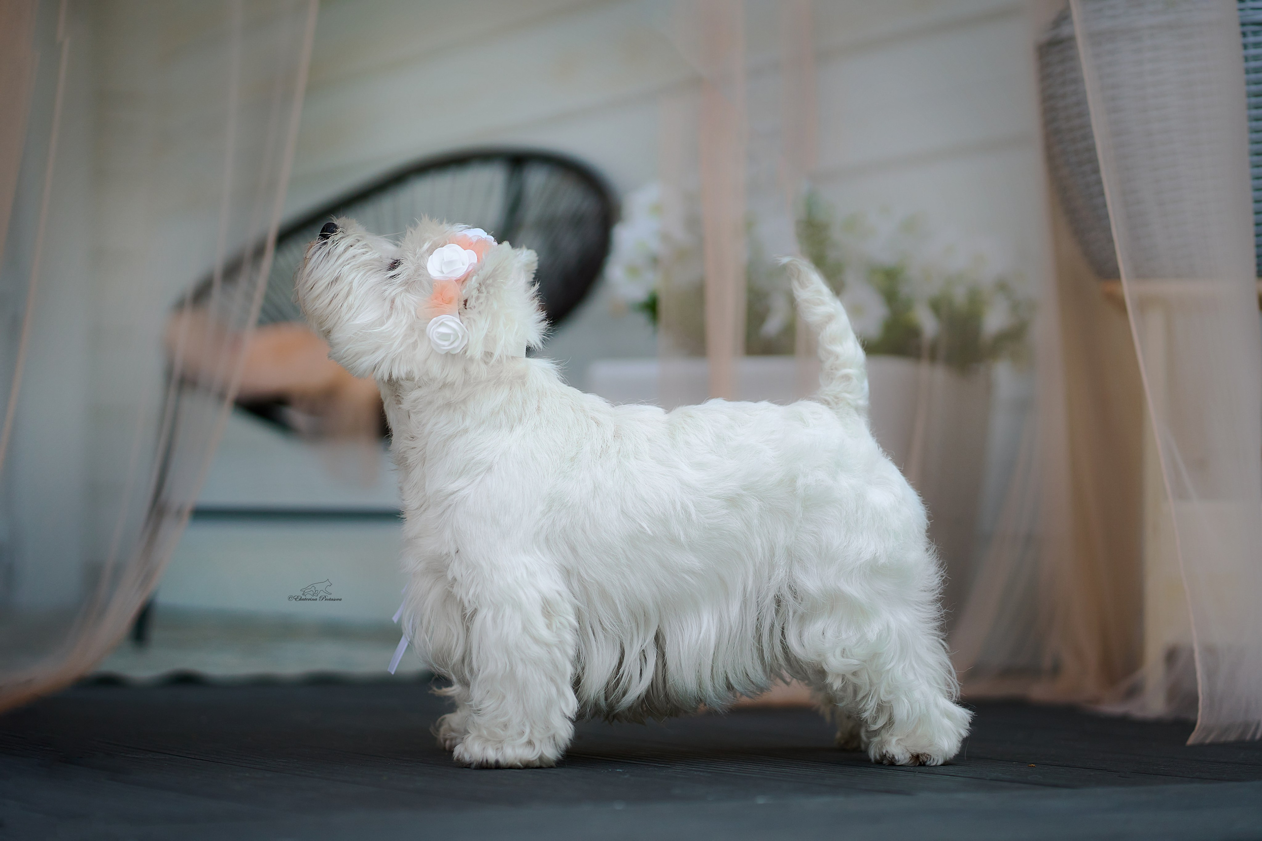 Екатерина и ее вестики. Фотограф-анималист в Иркутске