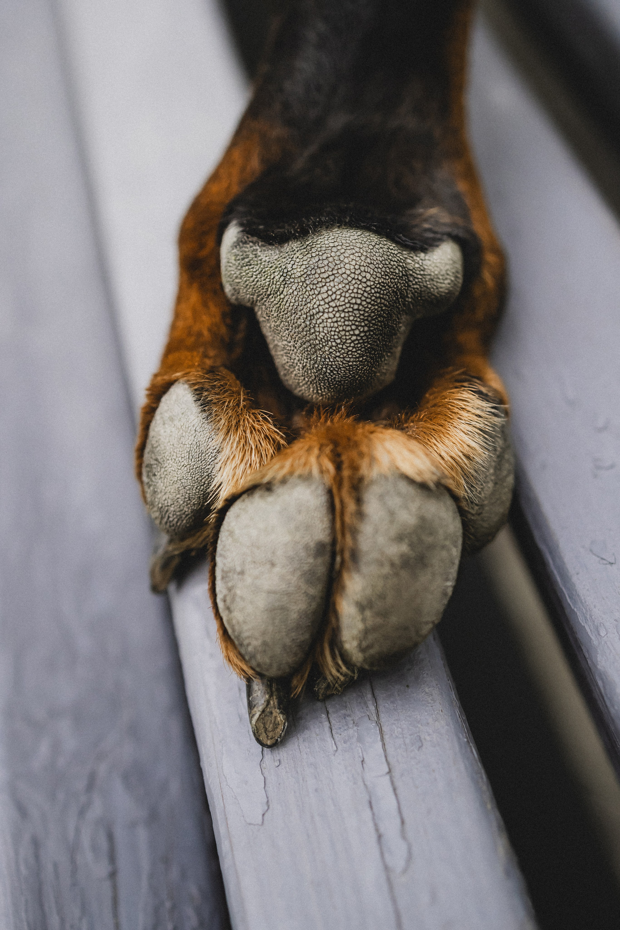 Паша, Хайди и Тея