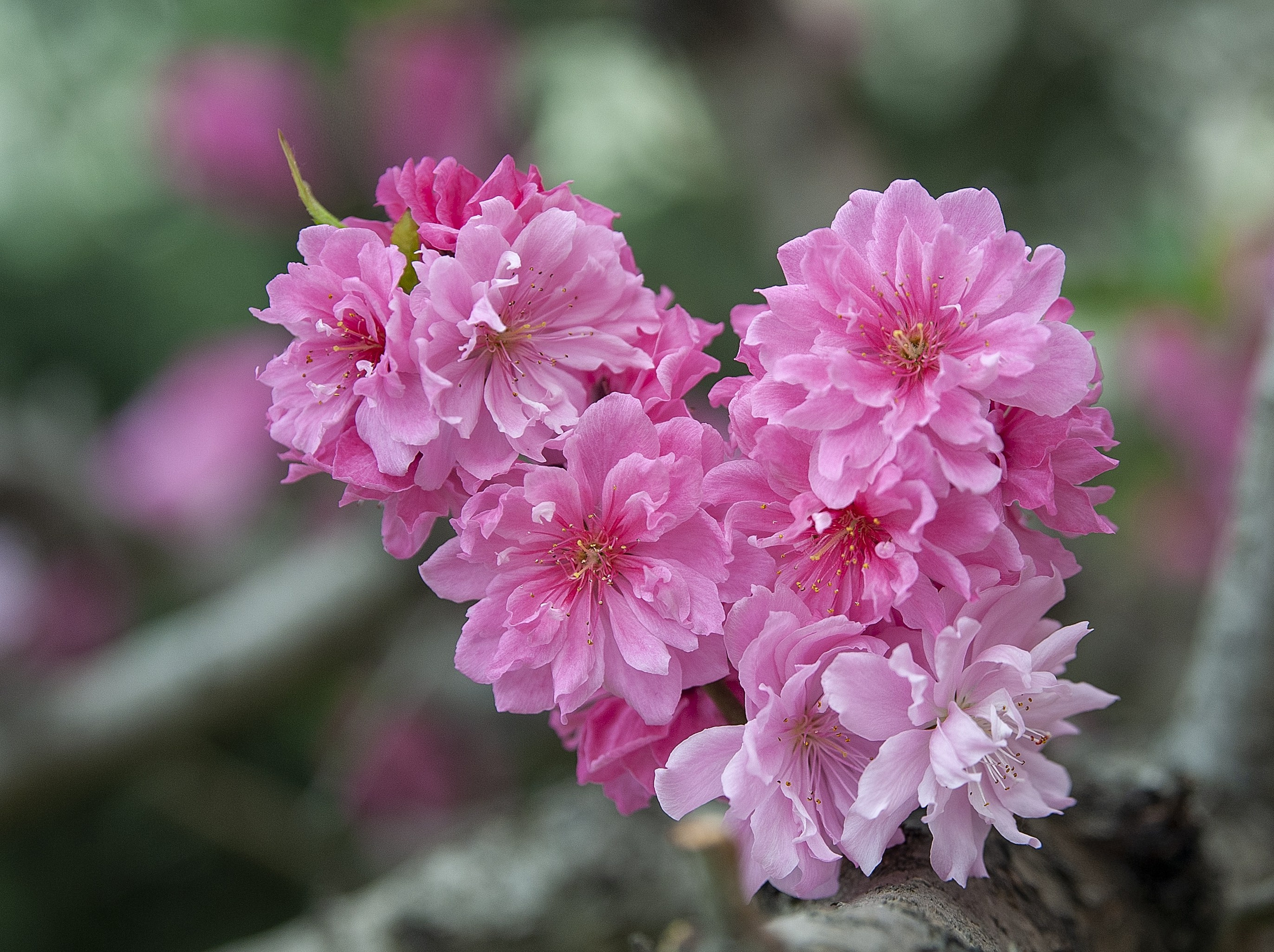 Весна. FotoGraf