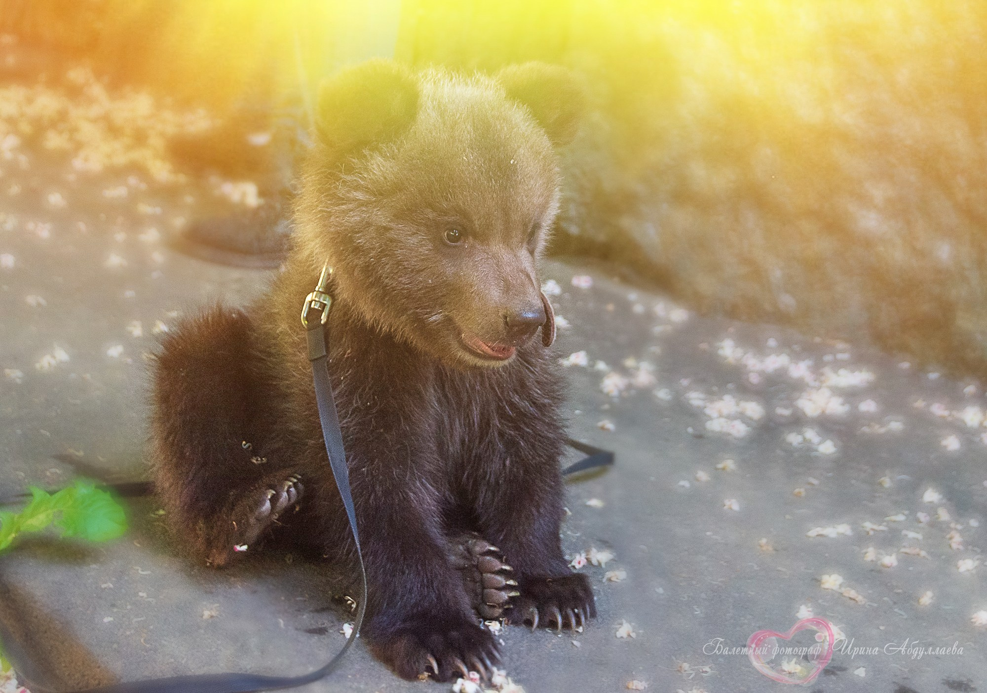 Артист цирка Олег Александров (прогулка -интервью): «Секрет дрессировки — любовь к животным и профессии»