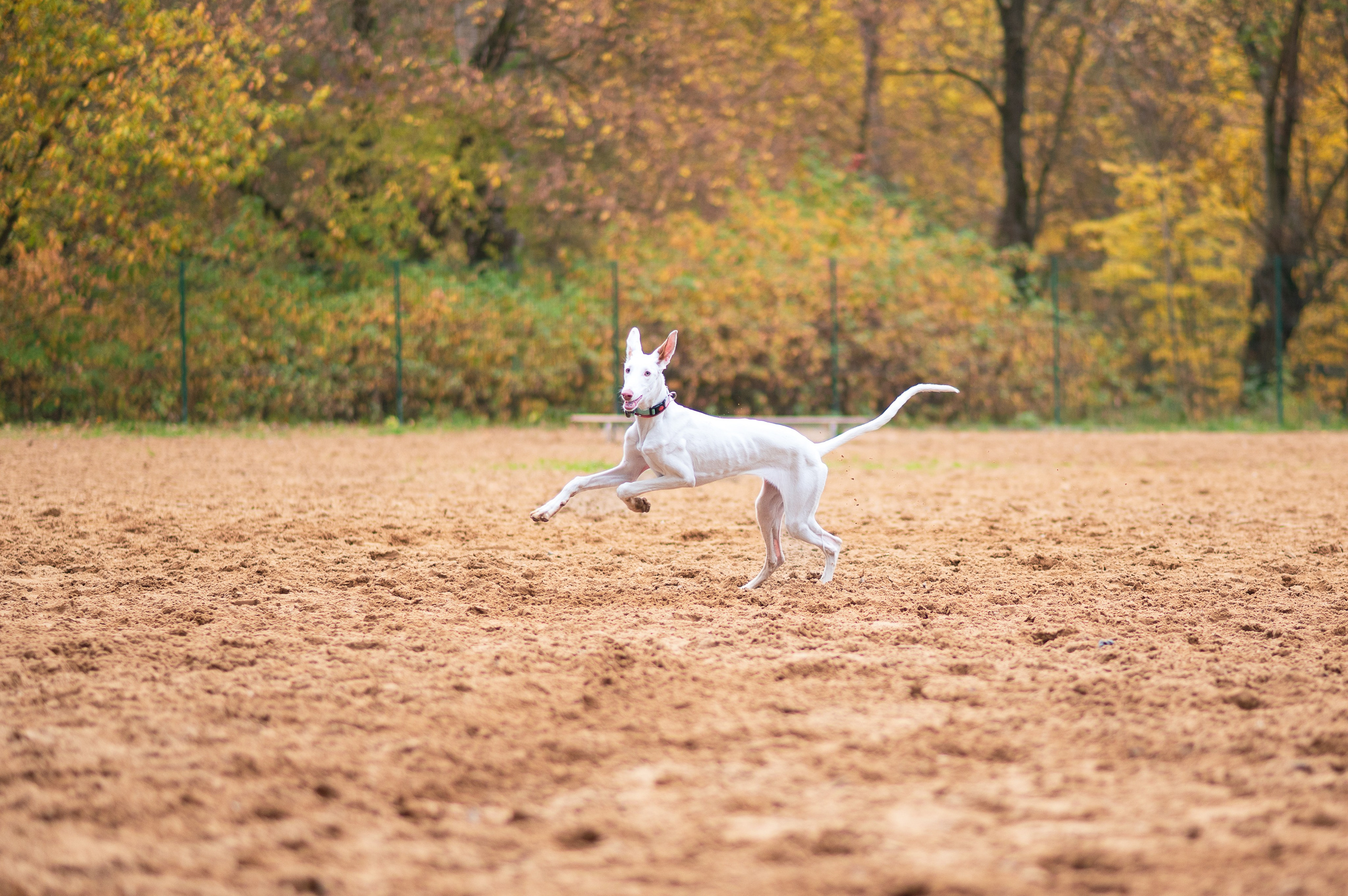 Питомцы. Портретный фотограф в Москве Полина Старцева