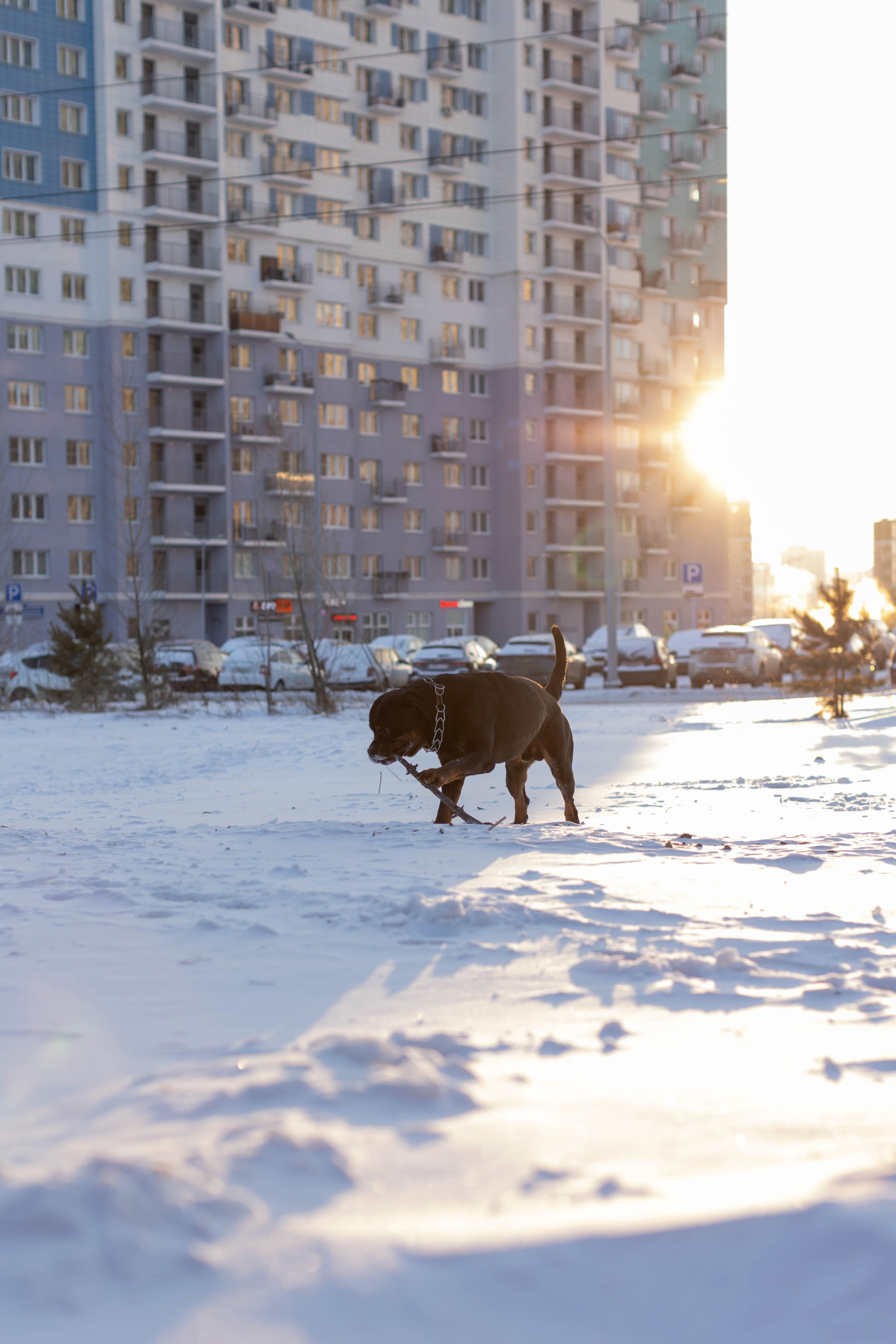 Зимняя прогулка. Art my Pho