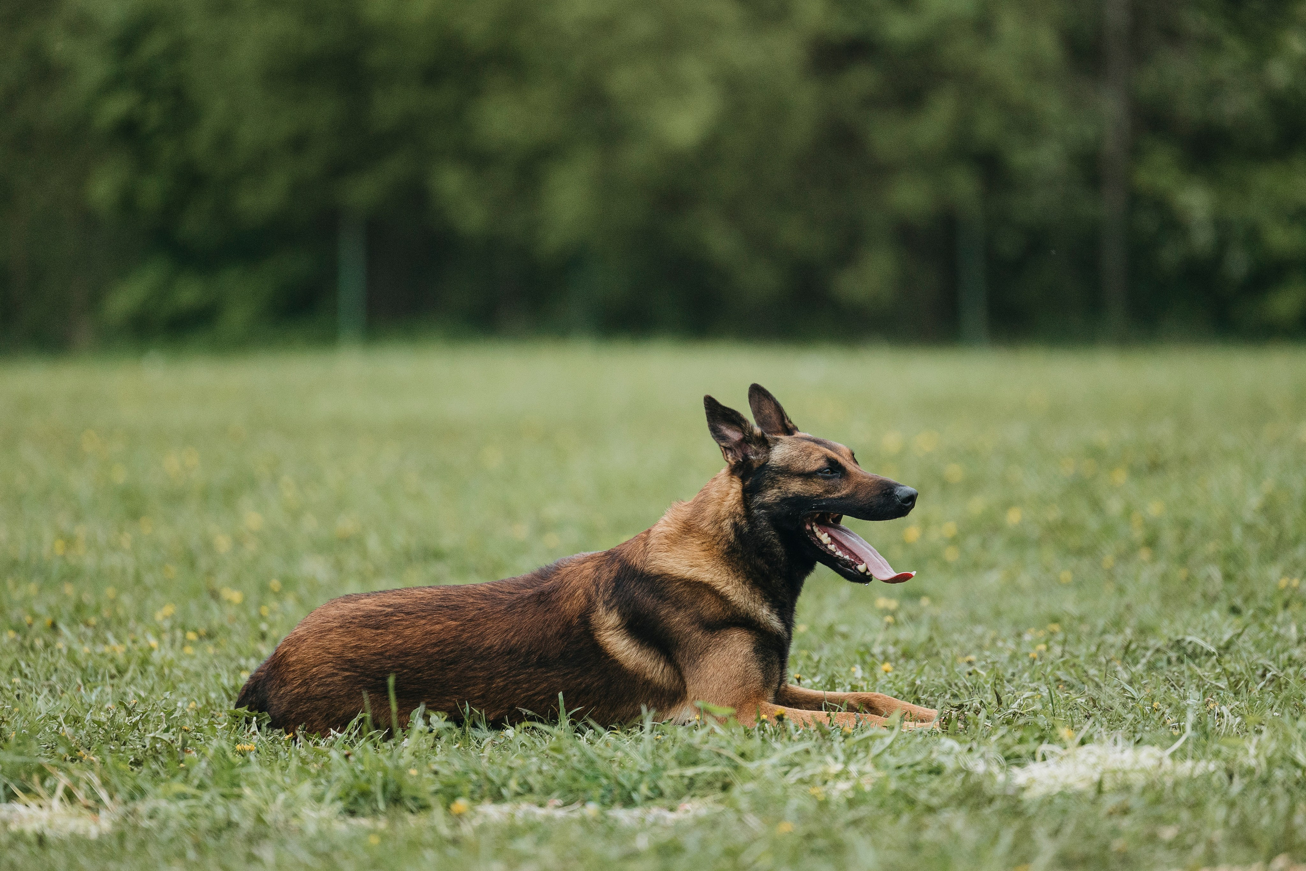 26.05.25 г. Пушкин квалификационные соревнования. Фотограф-анималист Анна Маринич