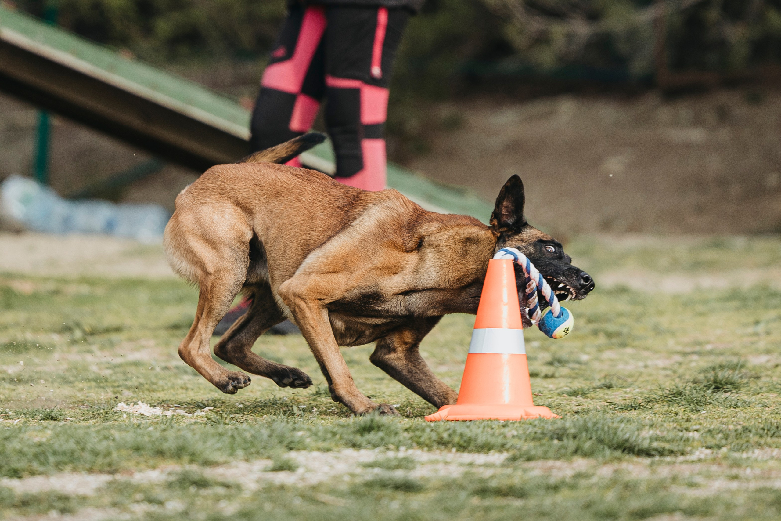 Геленджик Мондьоринг. Фотограф-анималист Анна Маринич