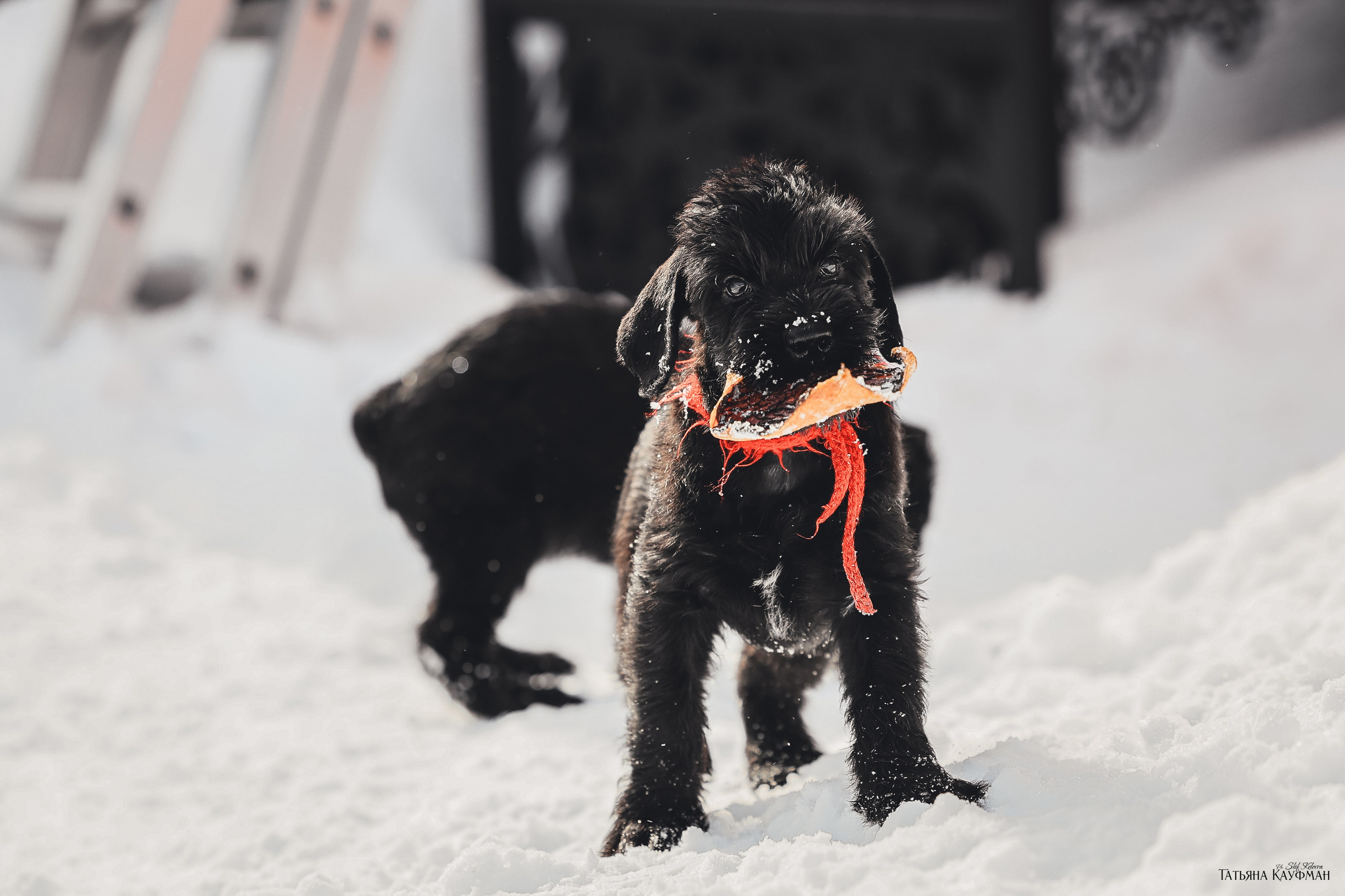 Ризеншнауцер, щенки ризеншнауцера, купить ризеншнауцера, купить щенка, ризеншнауцер Новосибирск, фотосъемка щенков, фотосессия собак, заказать фотосессию, фотографии щенков, сфотографировать щенка, фотограф Анималист, фотограф собак Новосибирск, фотограф анималист Новосибирск