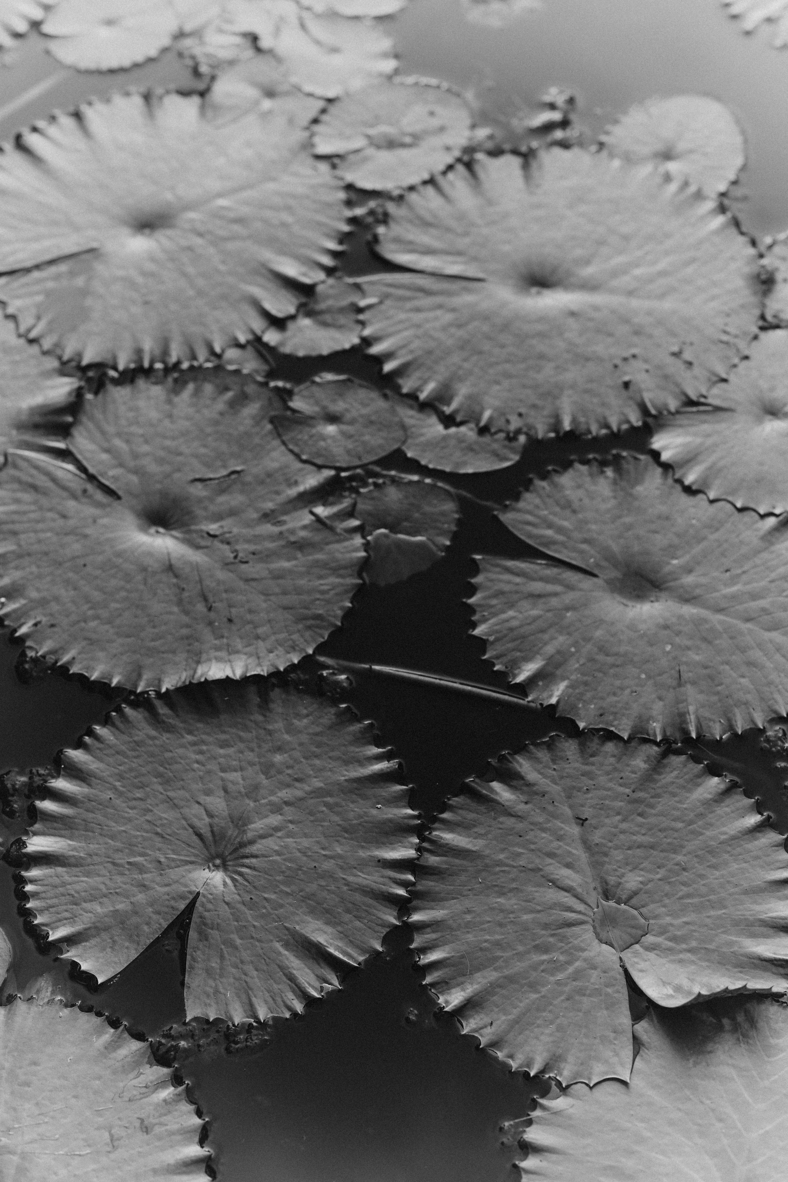 Portfolio. @beingabird.photography