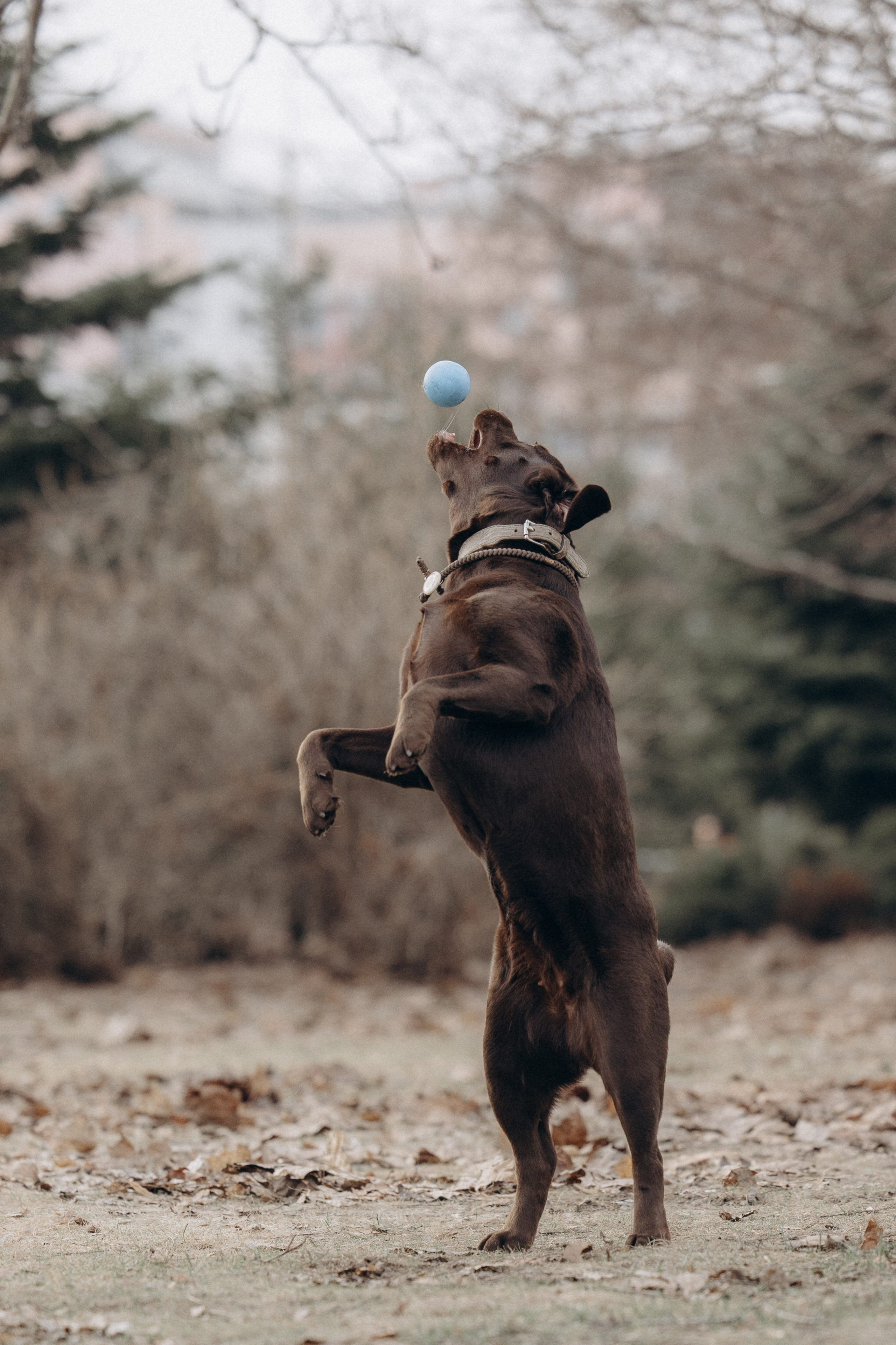 Наталия и Пальма в парке. Фотограф анималист в Казани Алина Сулейманова. Фотограф животных