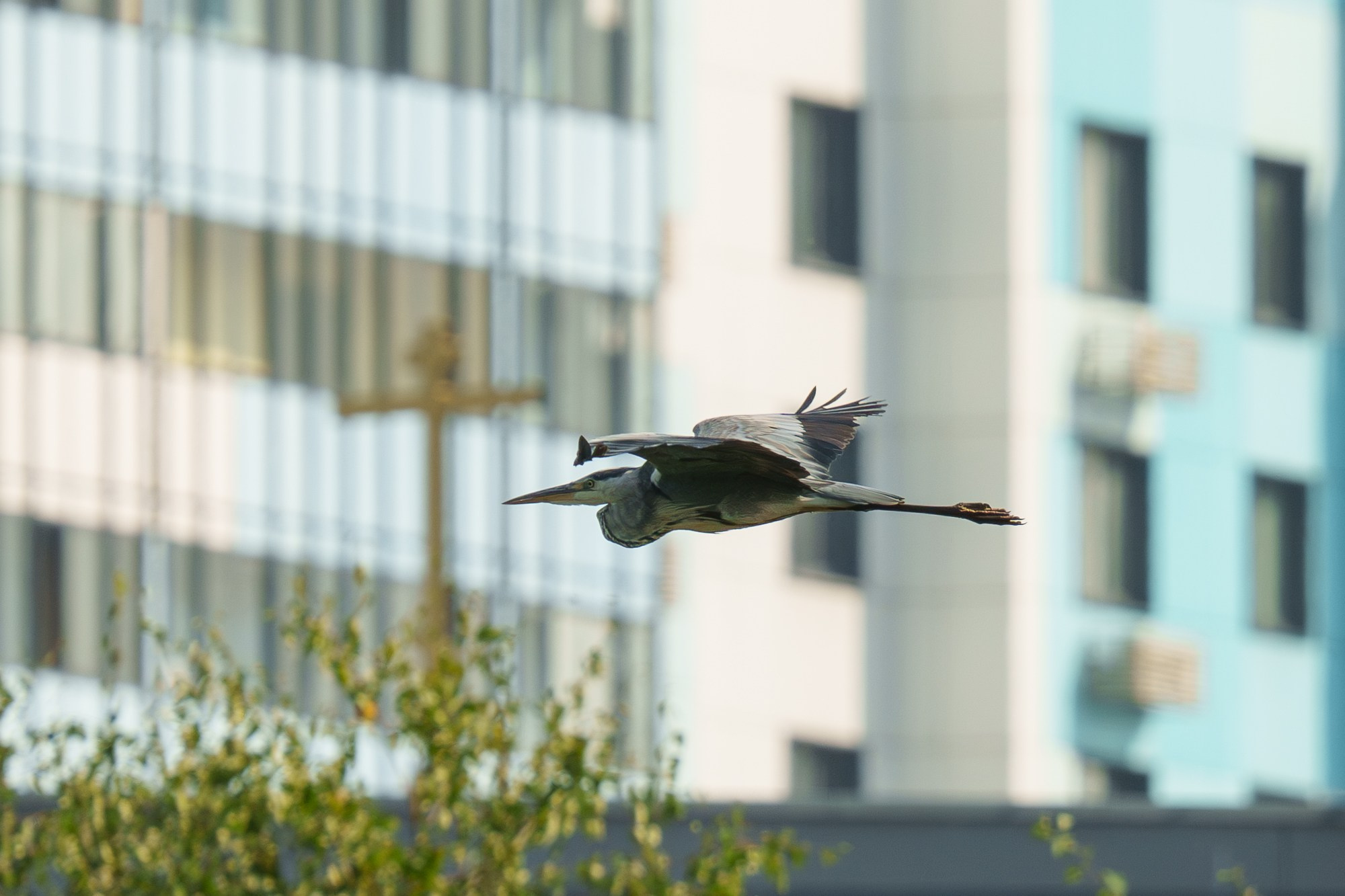 Удивительные мир птиц. Вокруг нас столько прекрасного — присмотритесь!. Ваш личный фотограф Марина Волкова