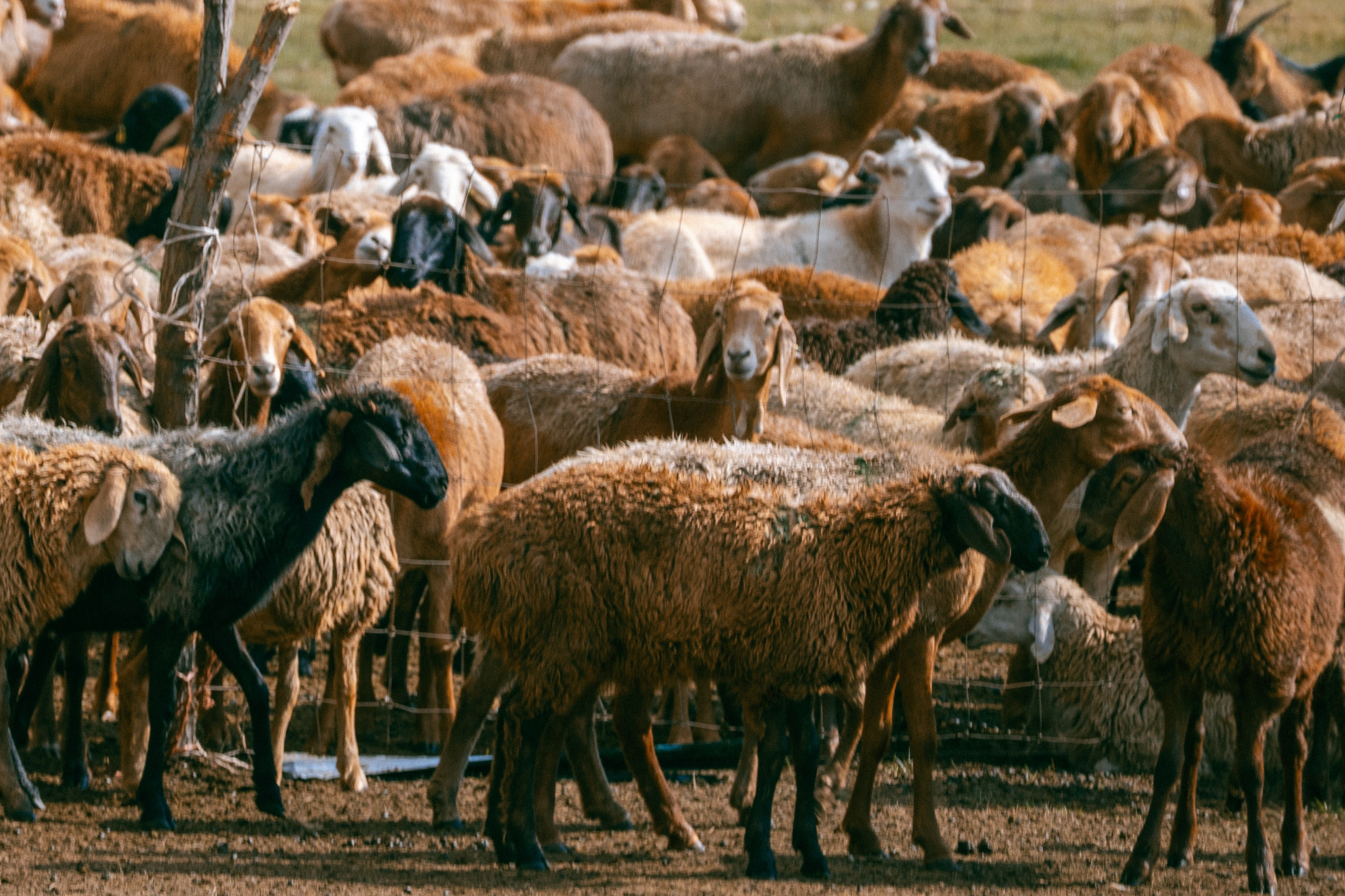 Поездка на плато Ассы и за пределами. Экскурсии и туры по Алматы